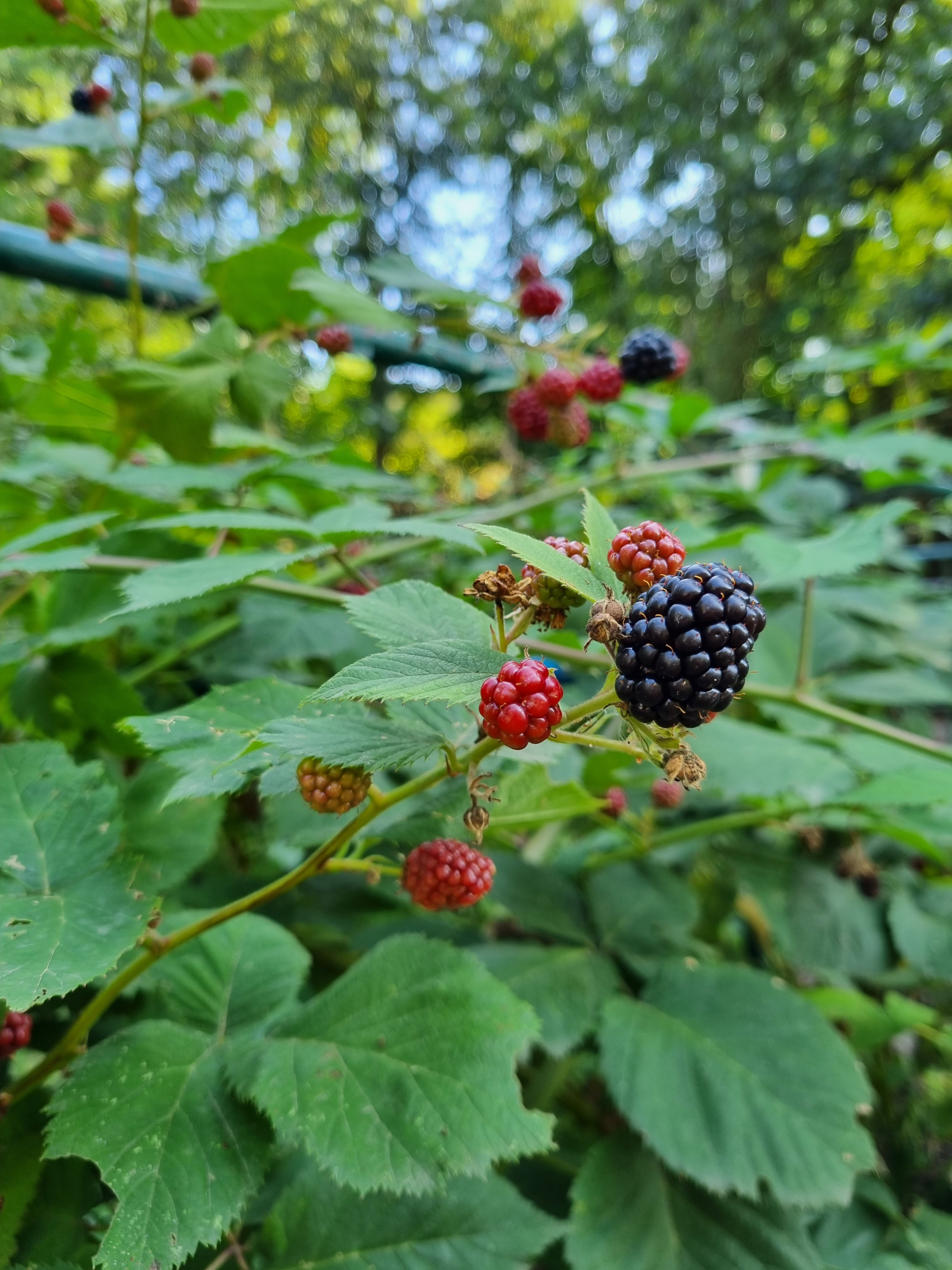 - image: 41