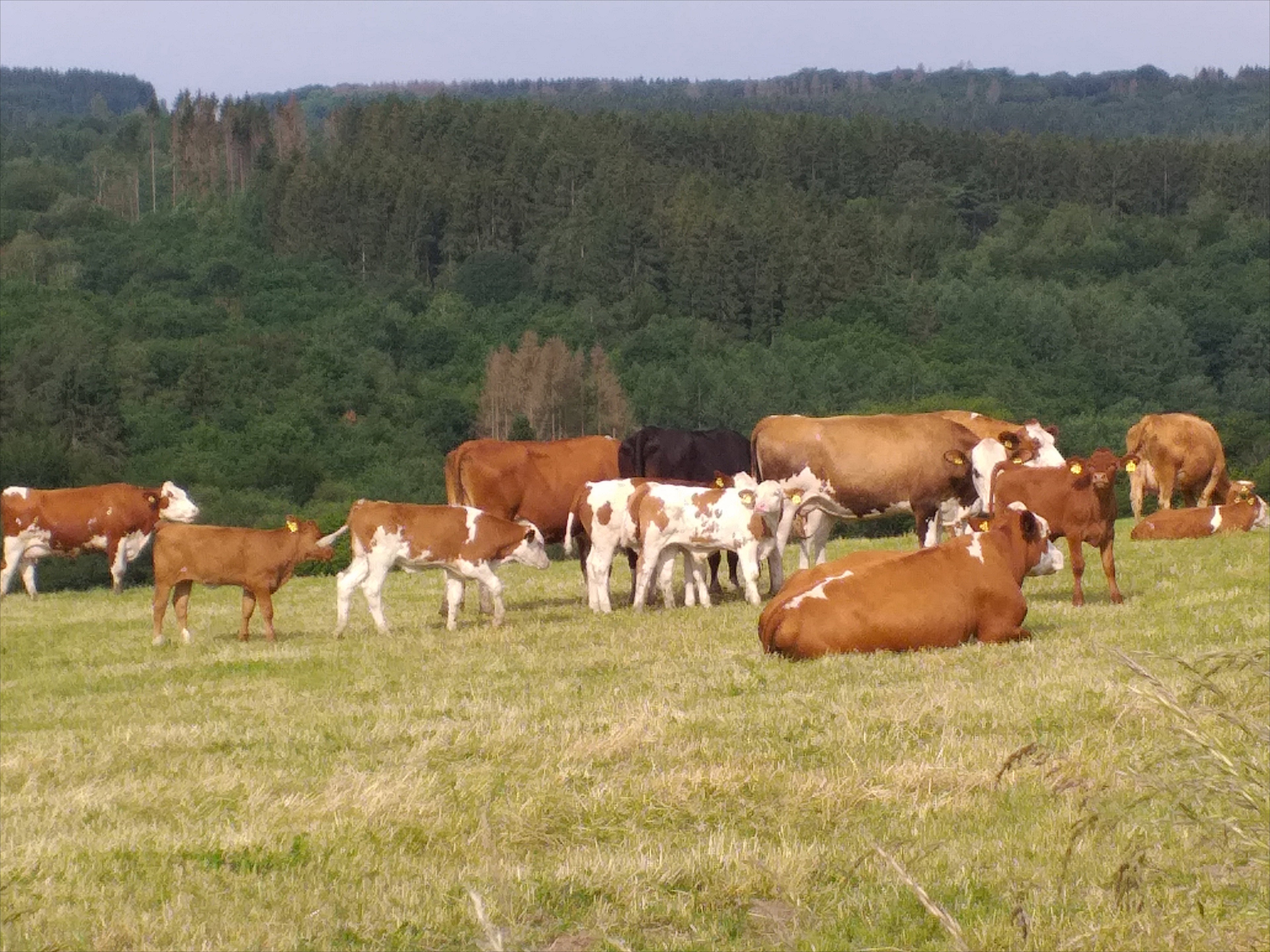 Naturhäuschen in Schalksmühle