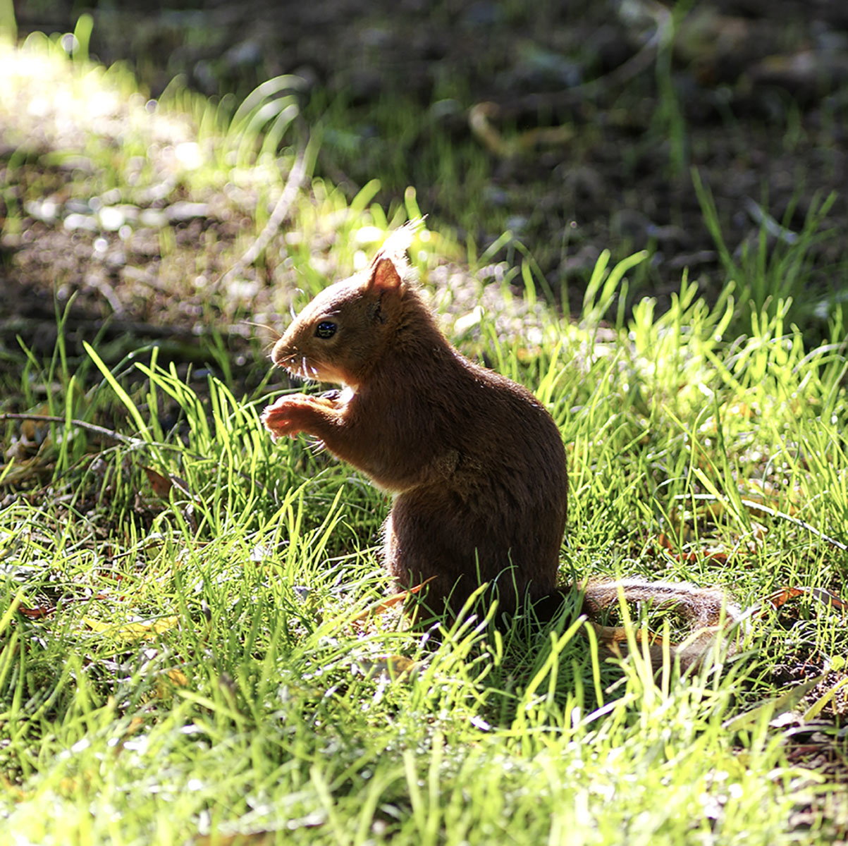 Natuurhuisje in Bussy la pesle