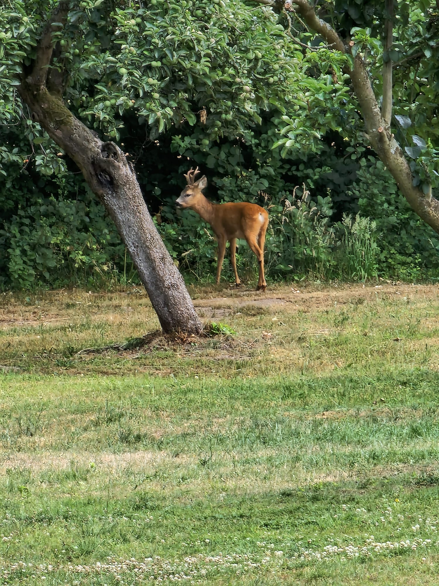 Natuurhuisje in Dannenwalde