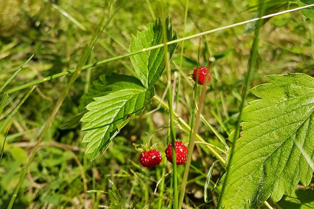 Naturhäuschen in Tingsryd