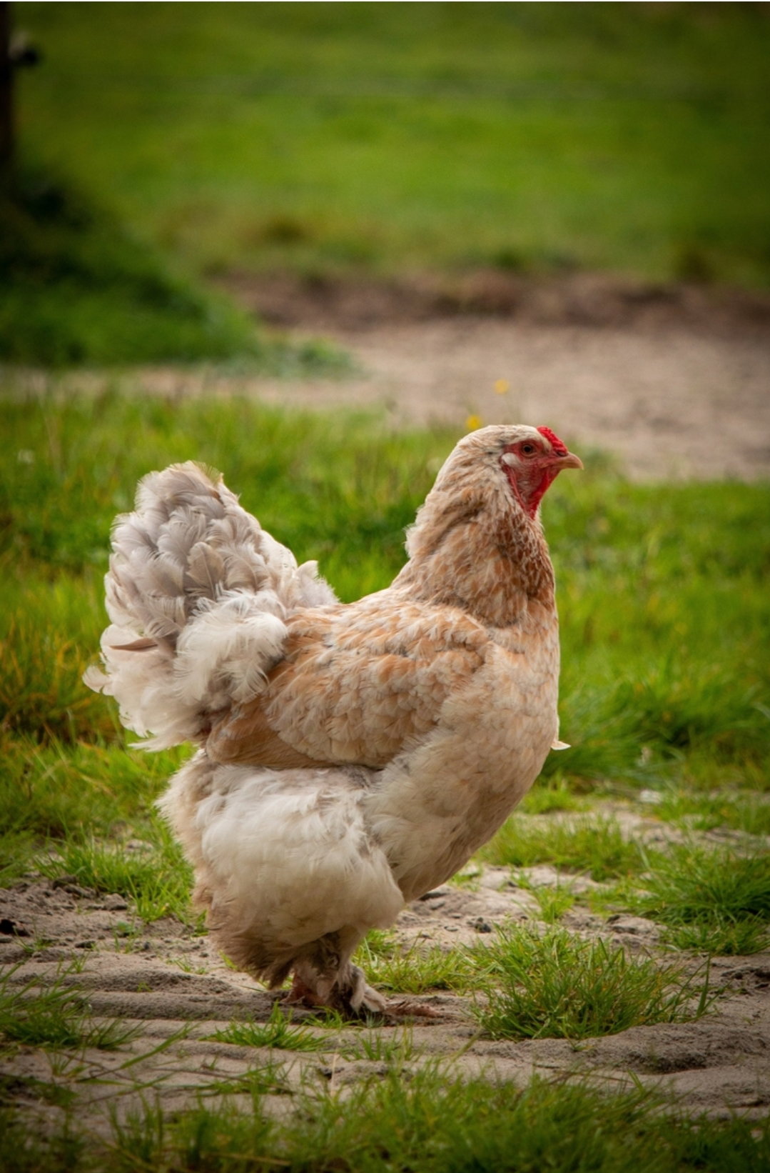 Naturhäuschen in Ruigahuizen
