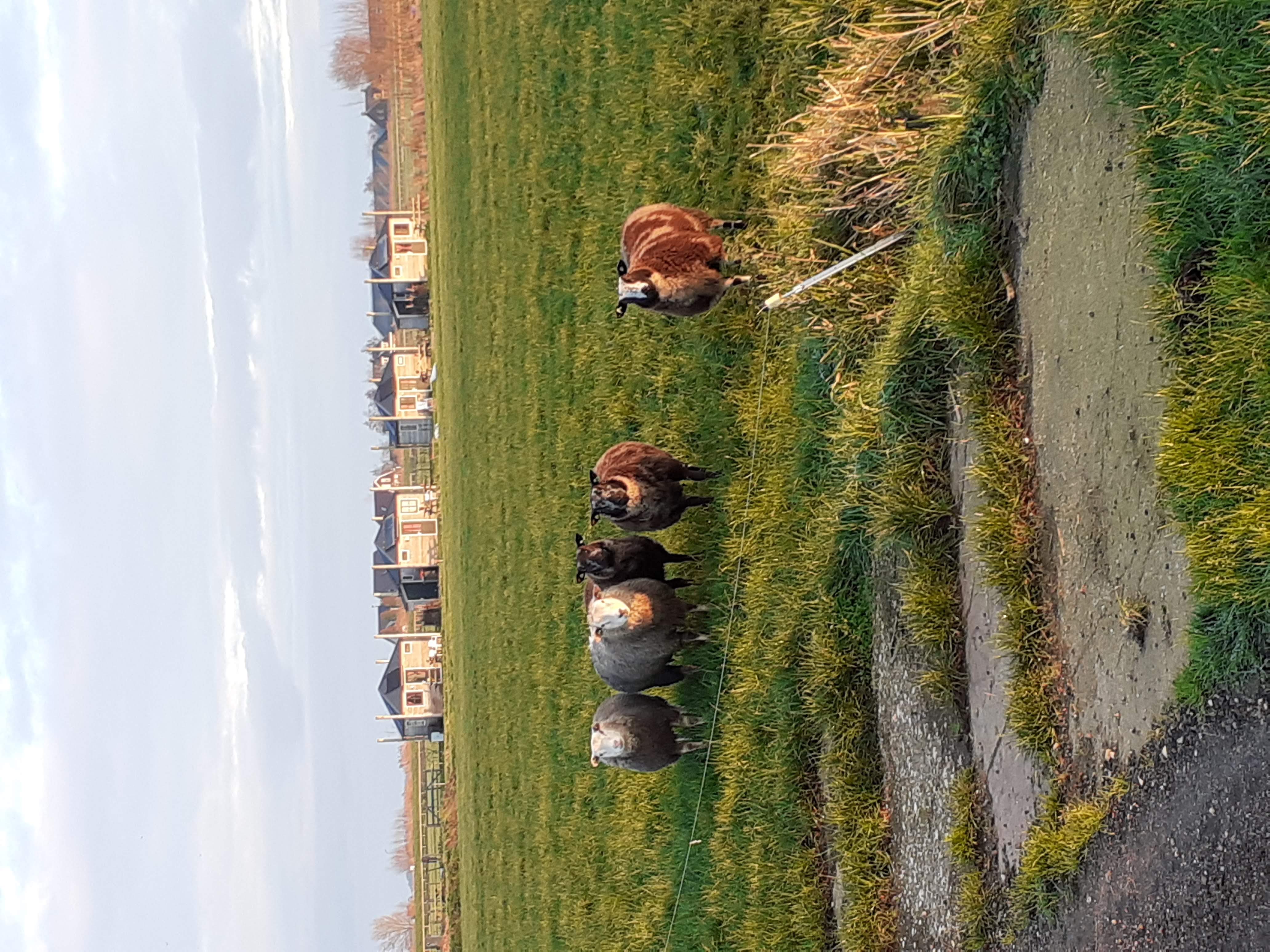 Natuurhuisje in Woerdense Verlaat