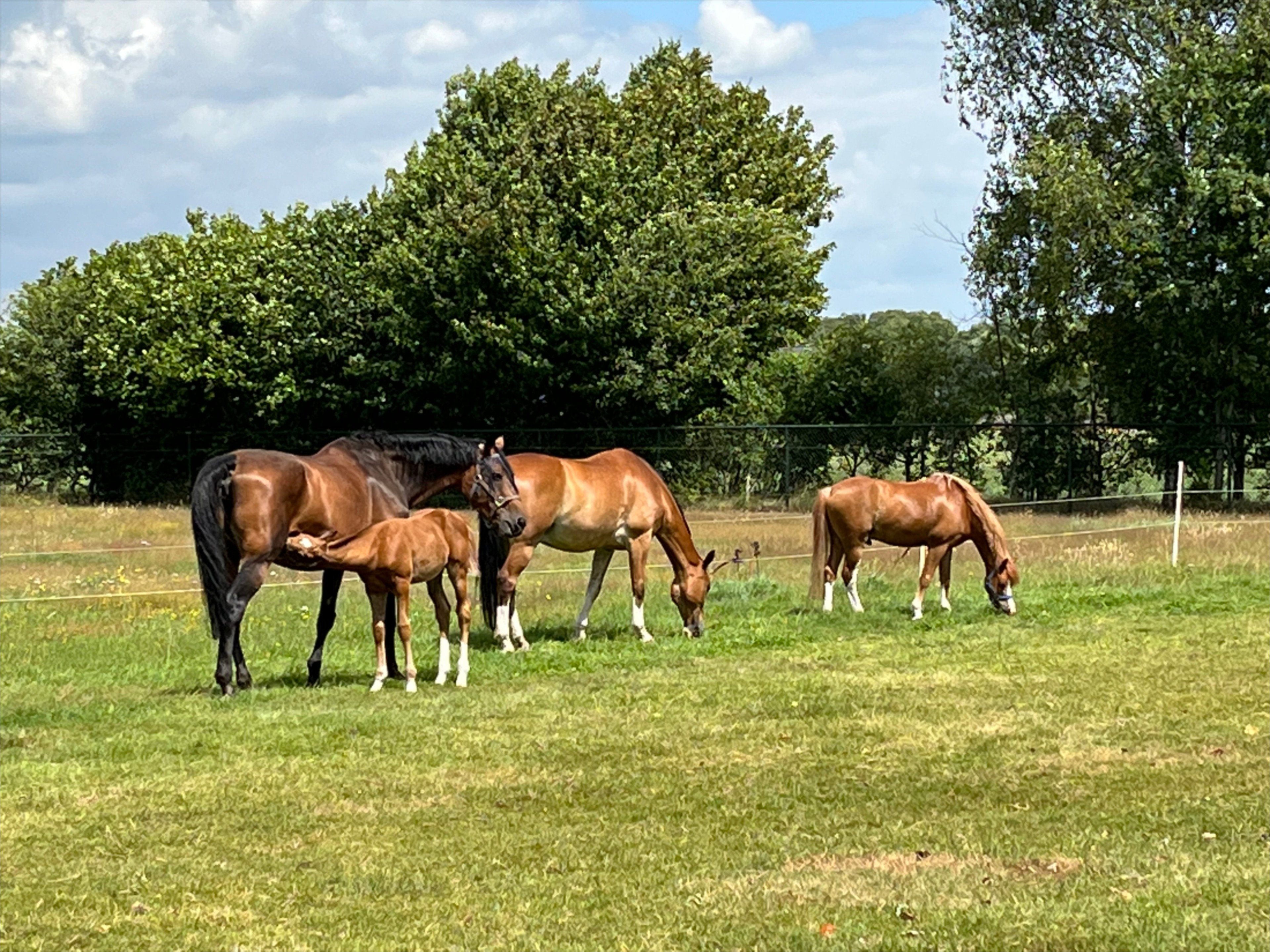 - image: 28