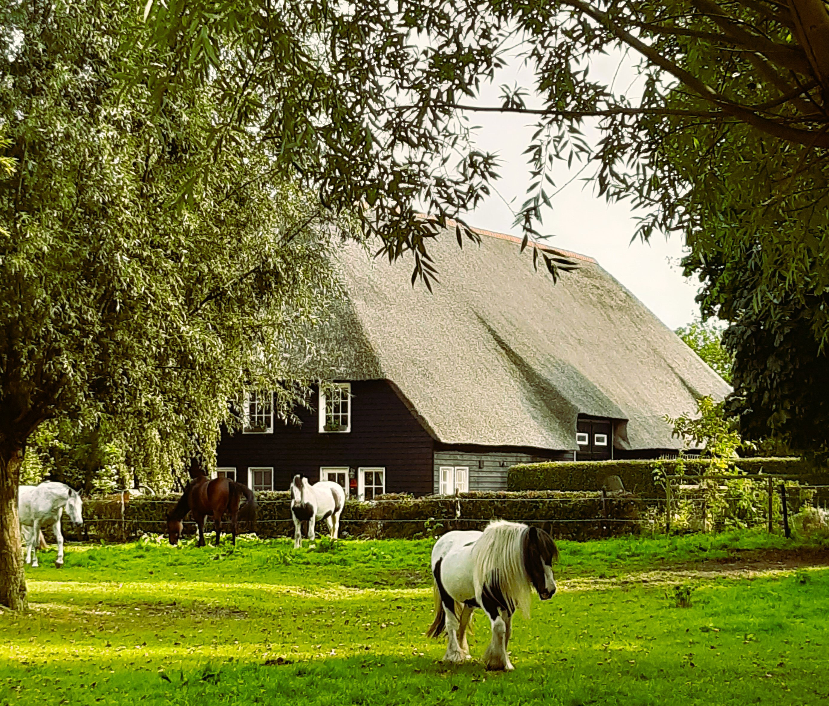 Naturhäuschen in IJzendijke