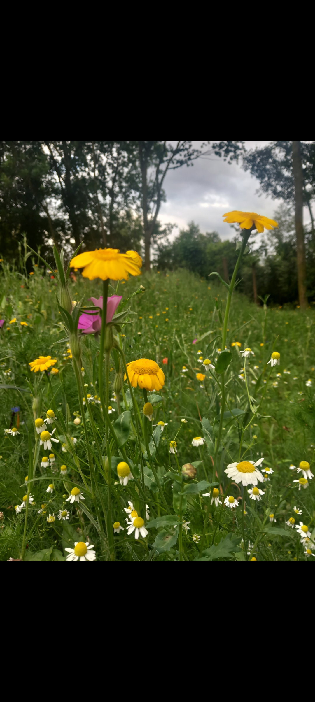 Naturhäuschen in Nijkerk