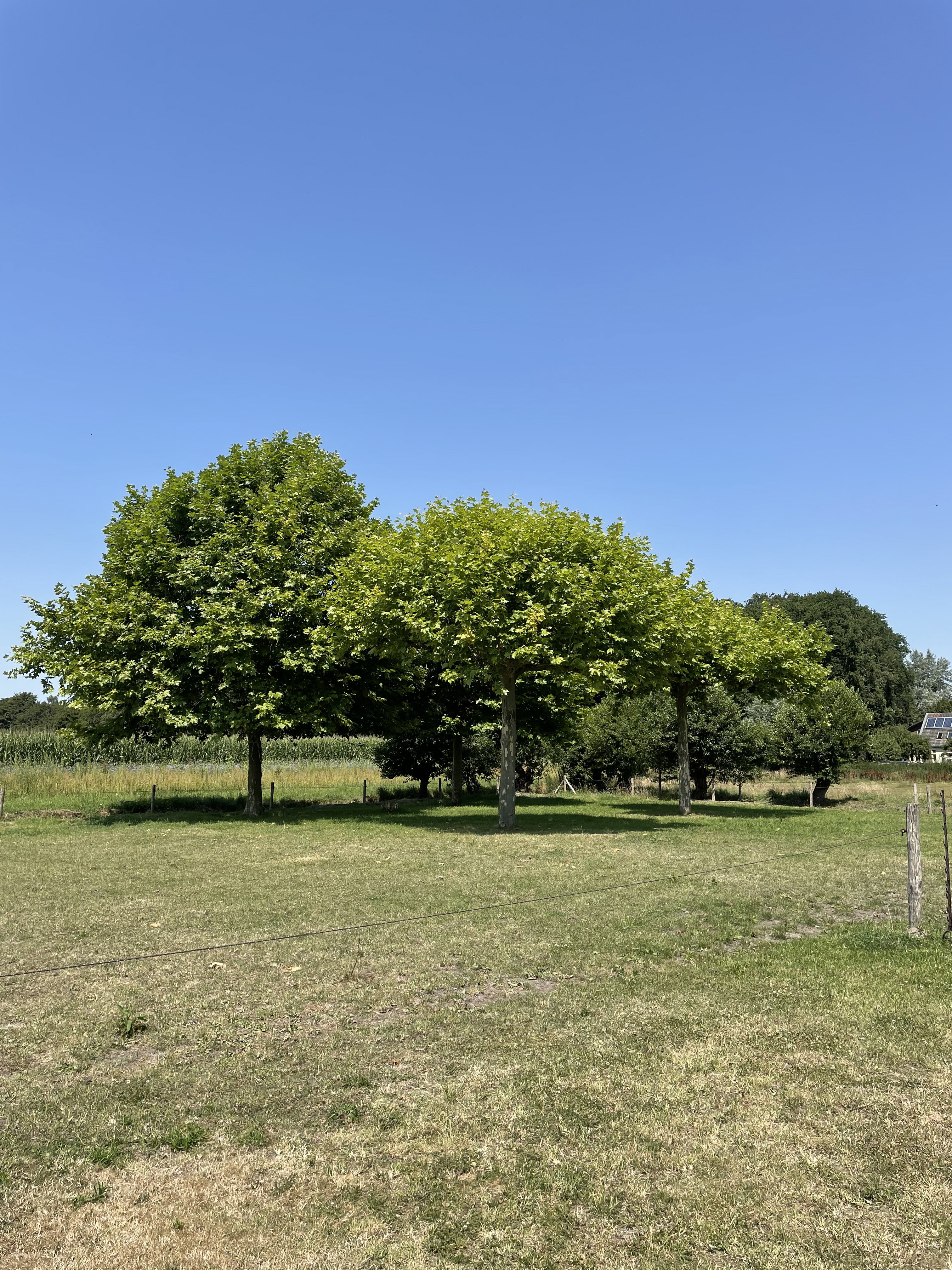 - image: 14