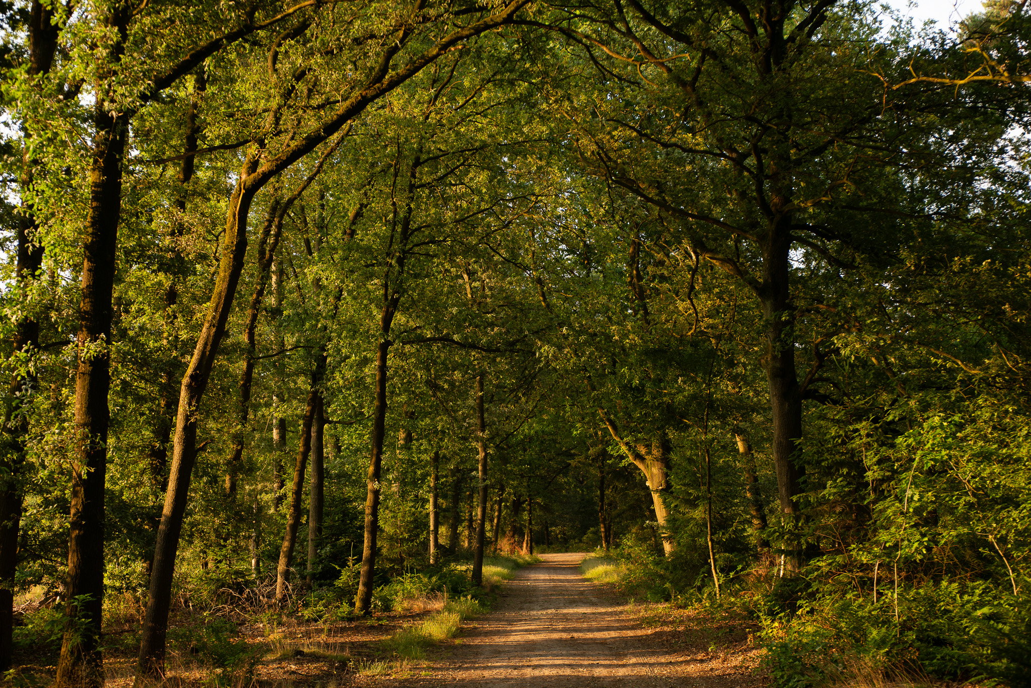 Maison nature à Lierop