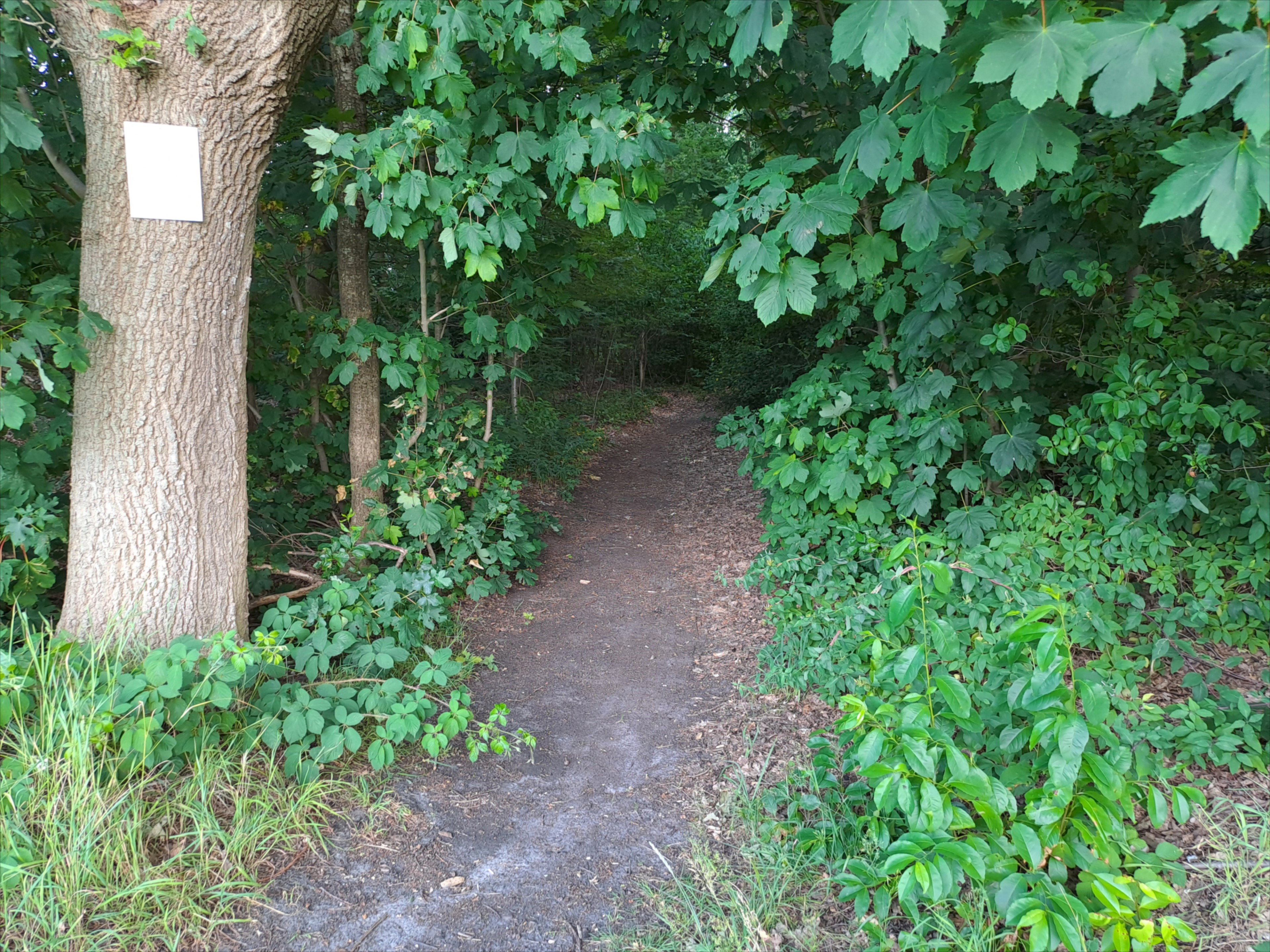 - image: 11