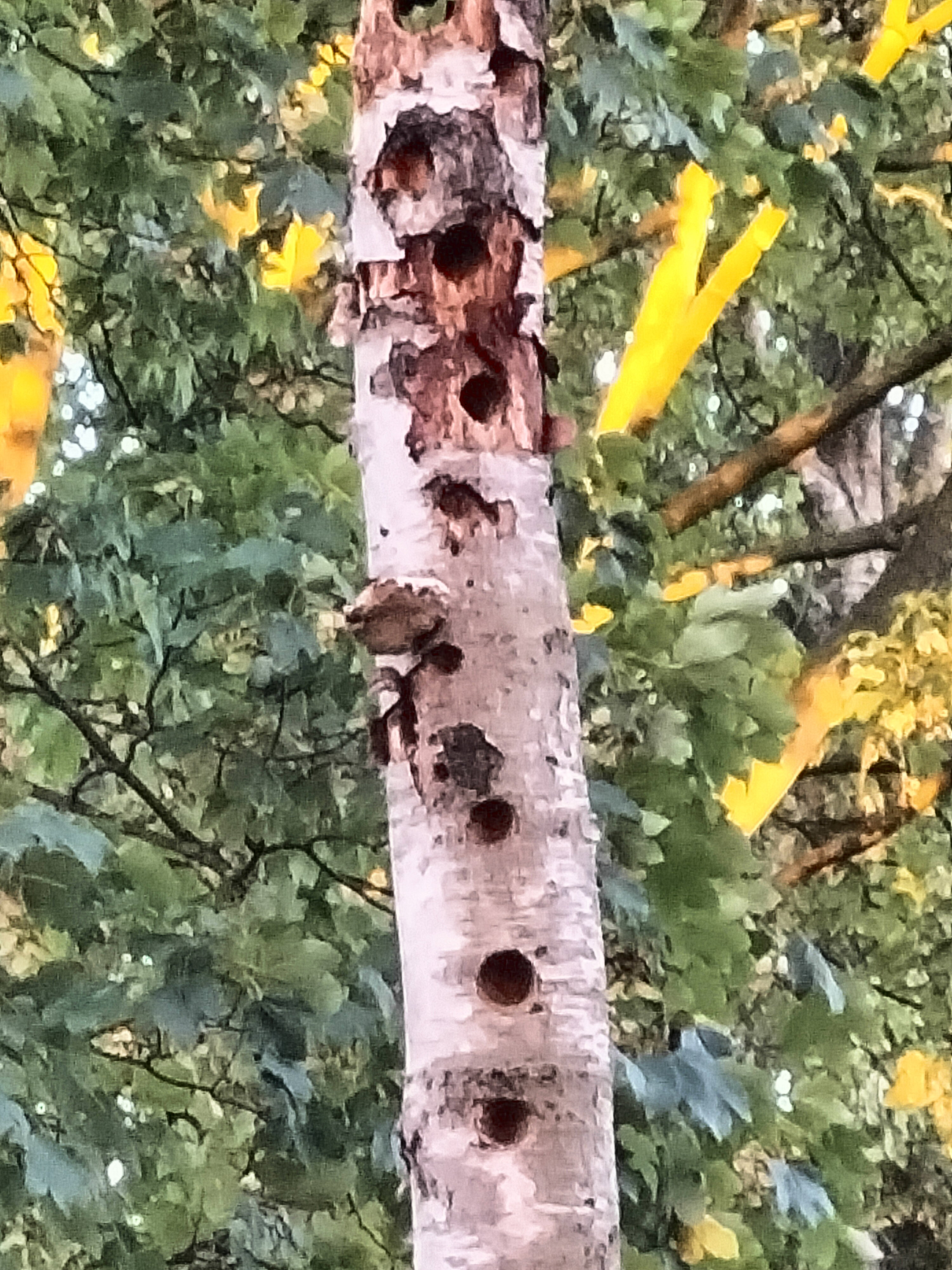 Naturhäuschen in Epe