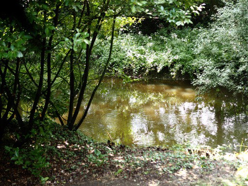 - image: 13