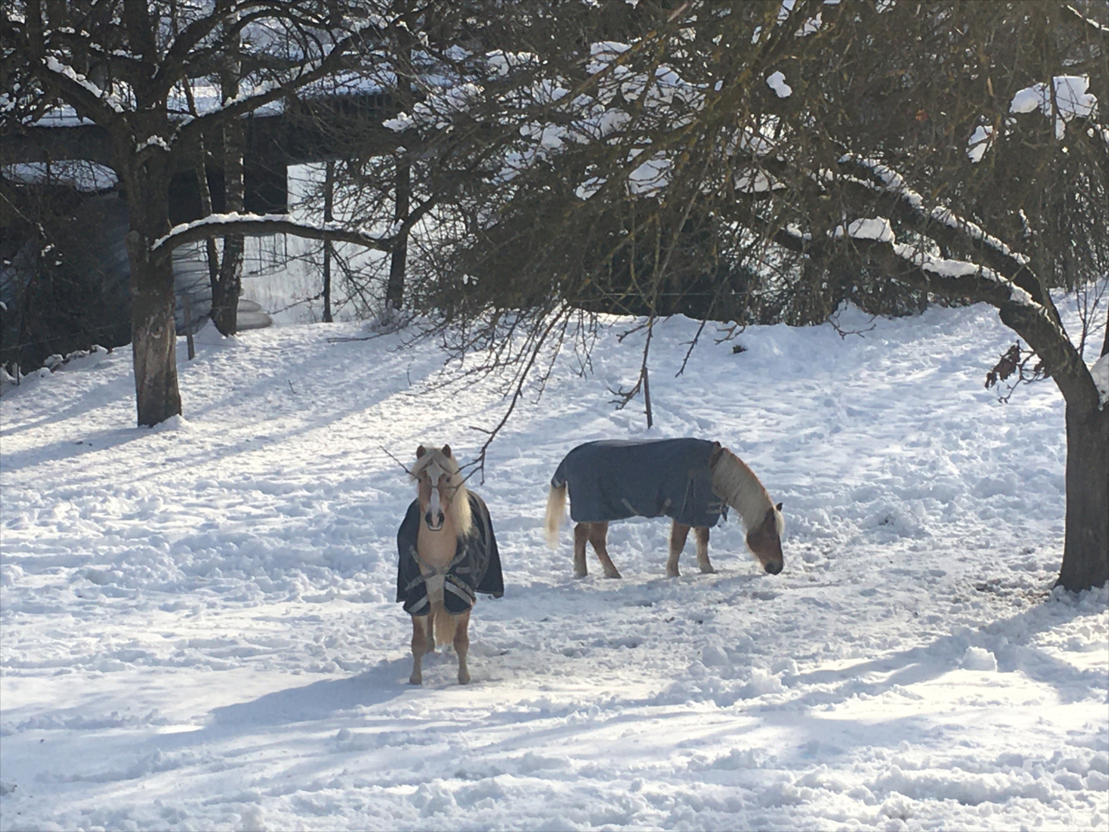 - image: 18