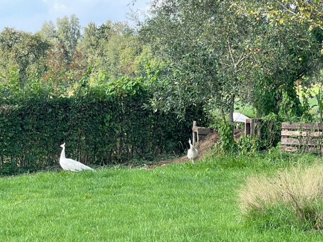 Naturhäuschen in Doetinchem