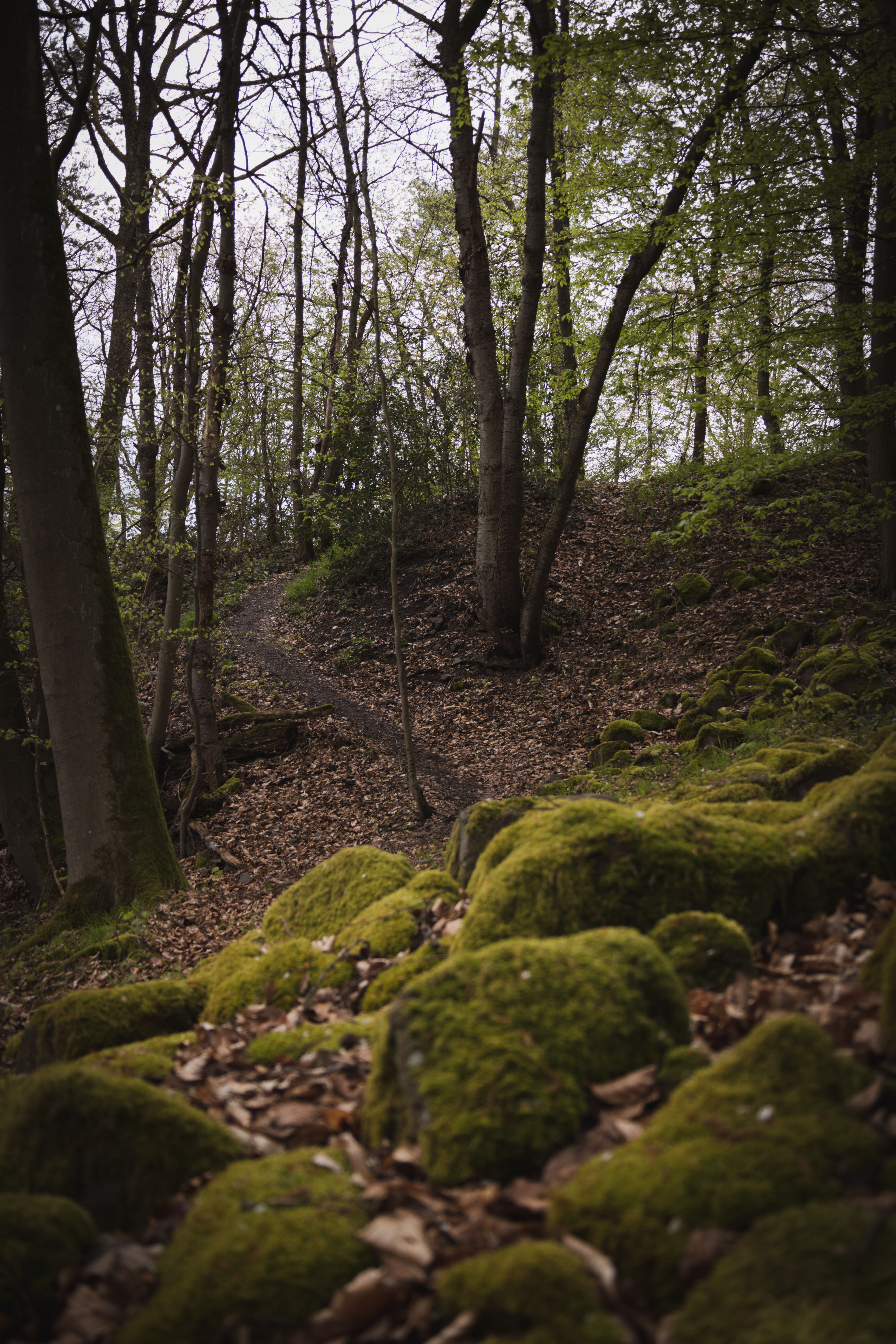 - image: 53