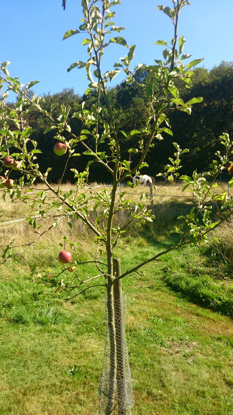 Naturhäuschen in Berlingen