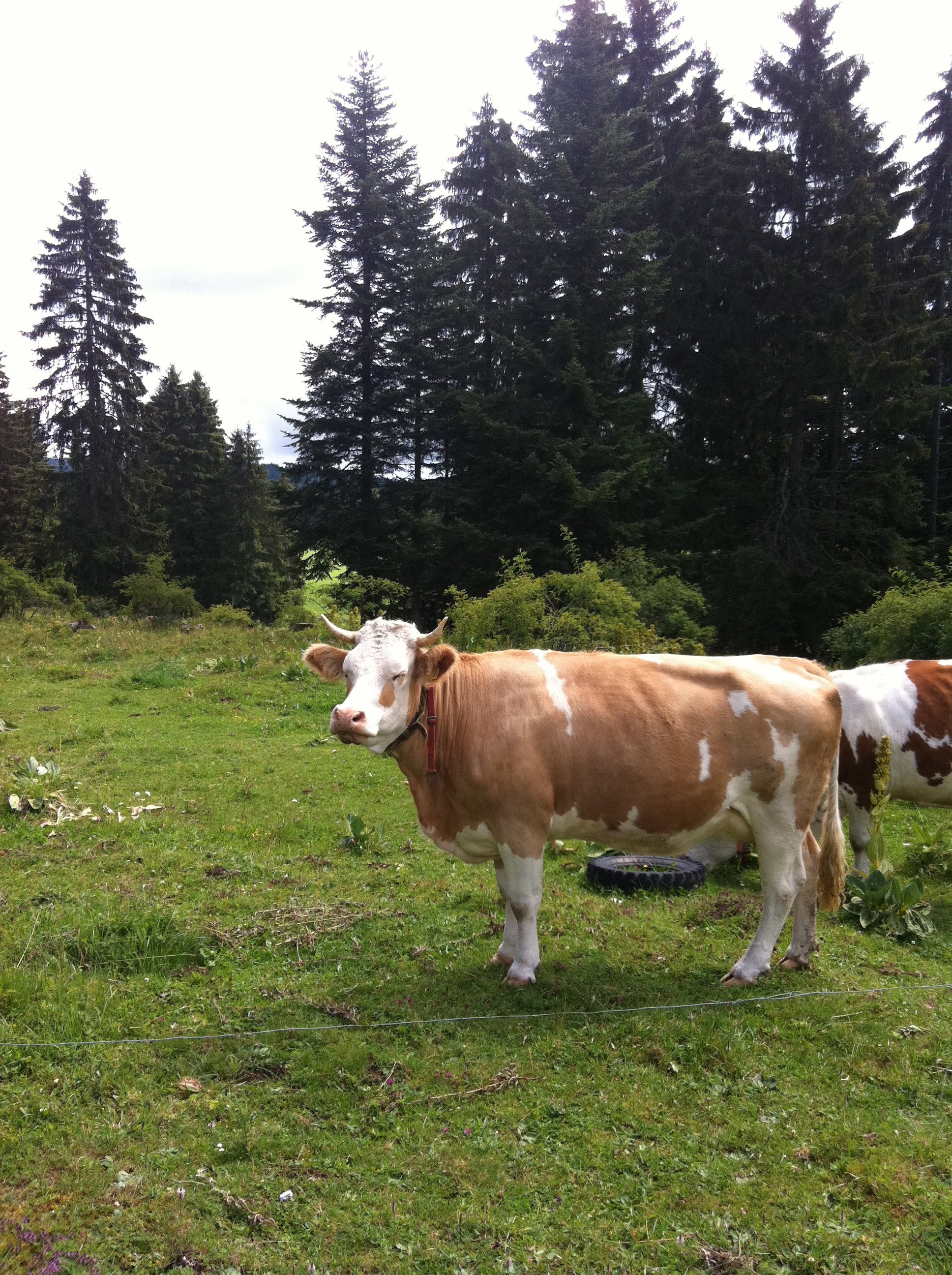 Naturhäuschen in Les Rasses
