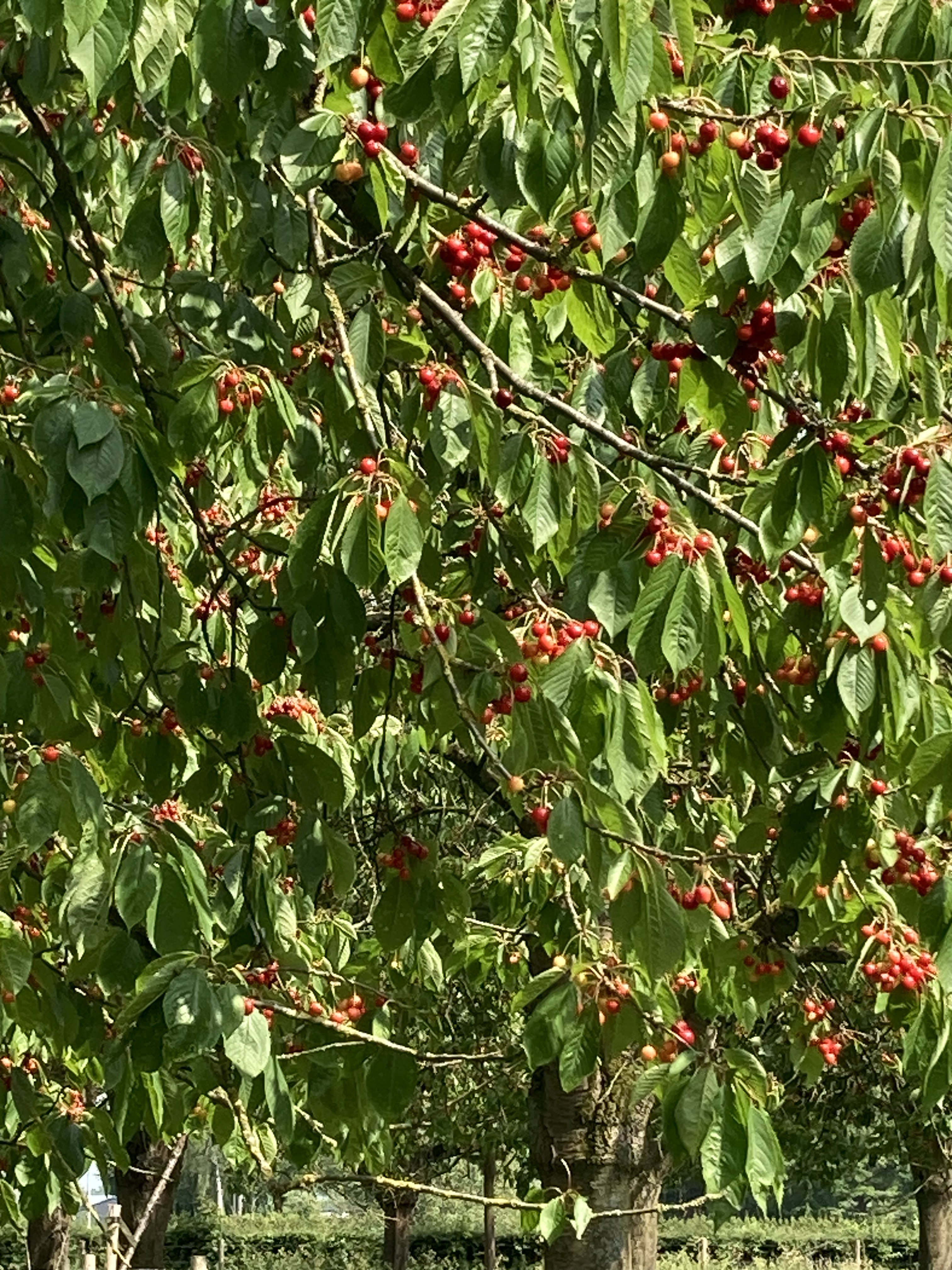 Maison nature à Zoelen