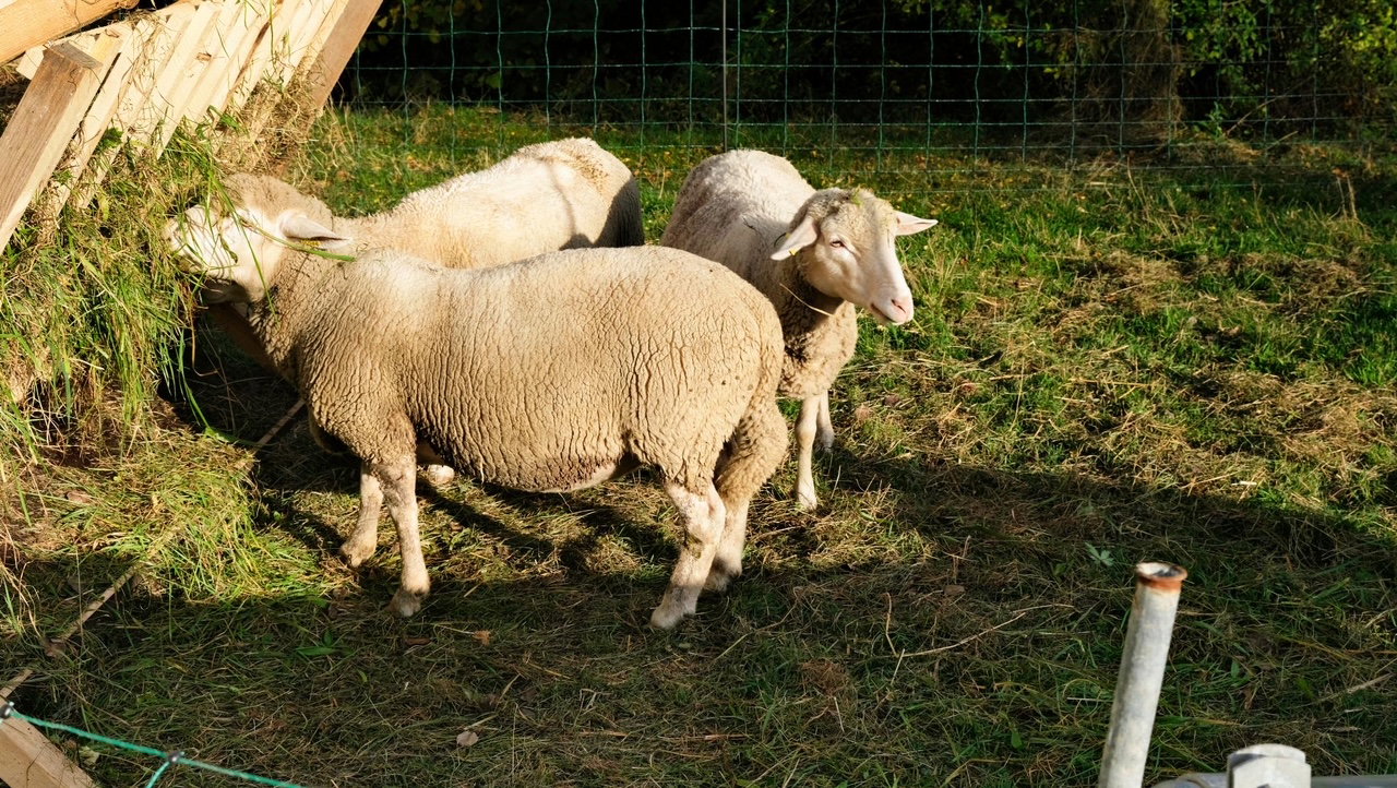 Natuurhuisje in Vogt