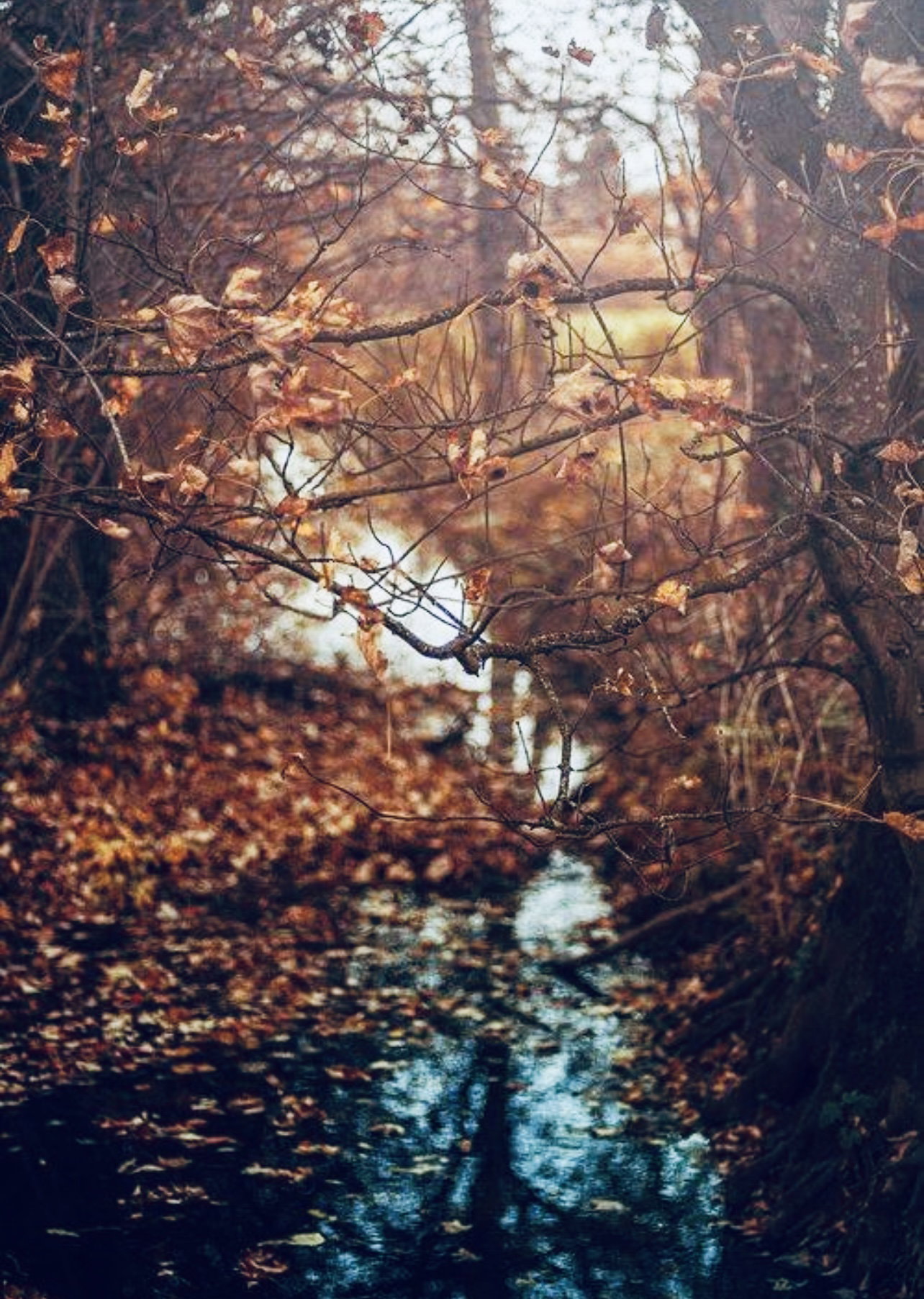 - image: 15