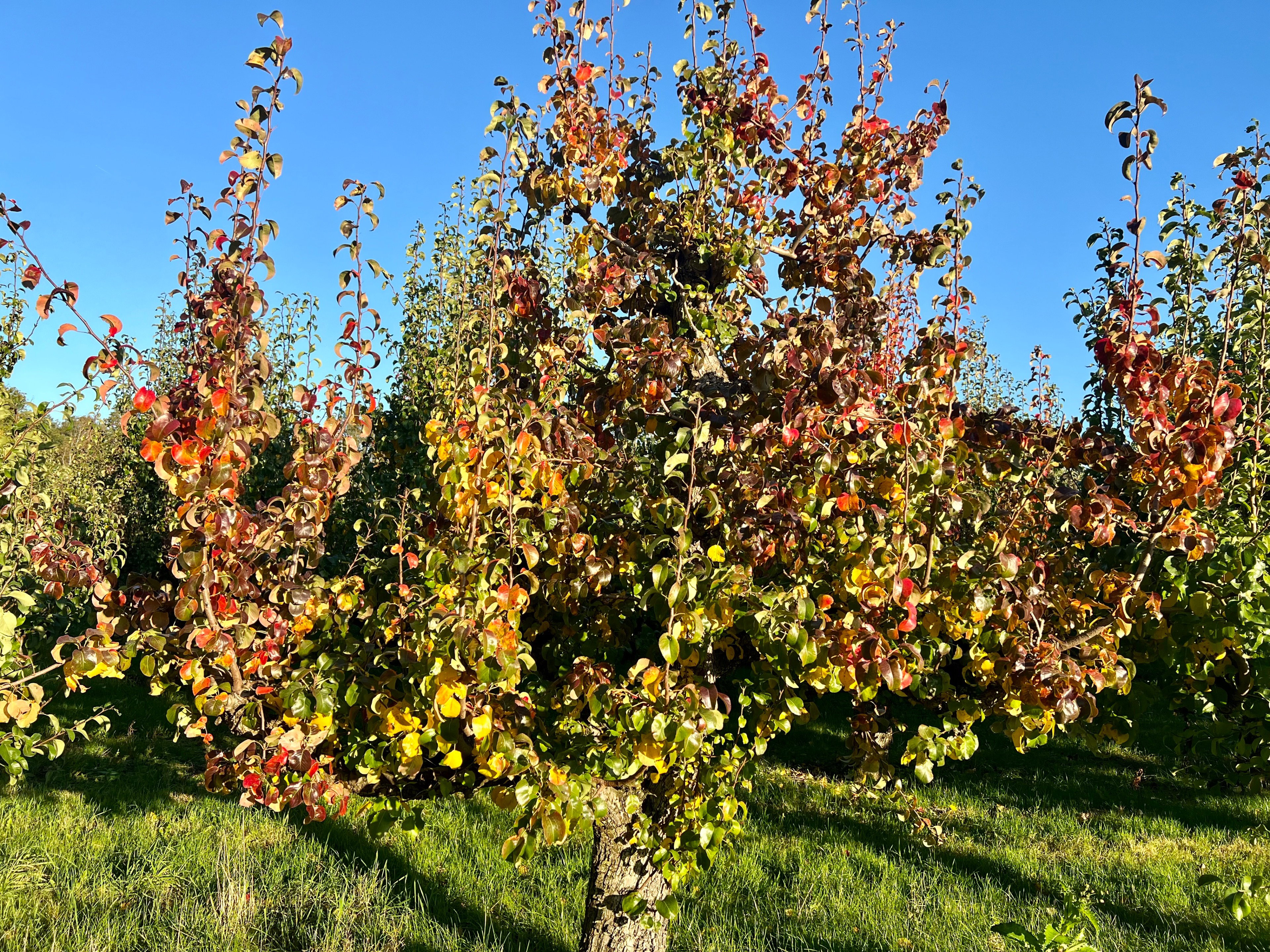 Naturhäuschen in Wissenkerke