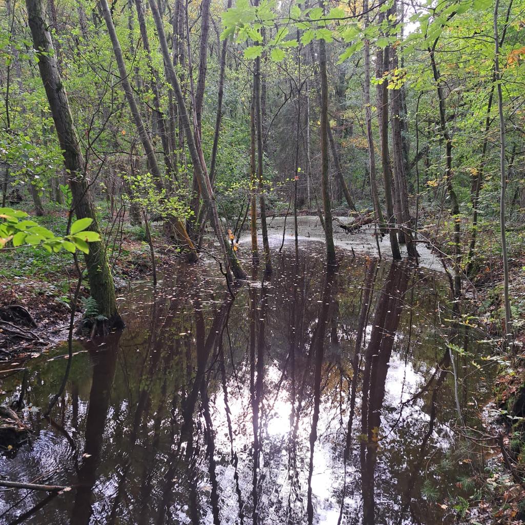 - image: 42