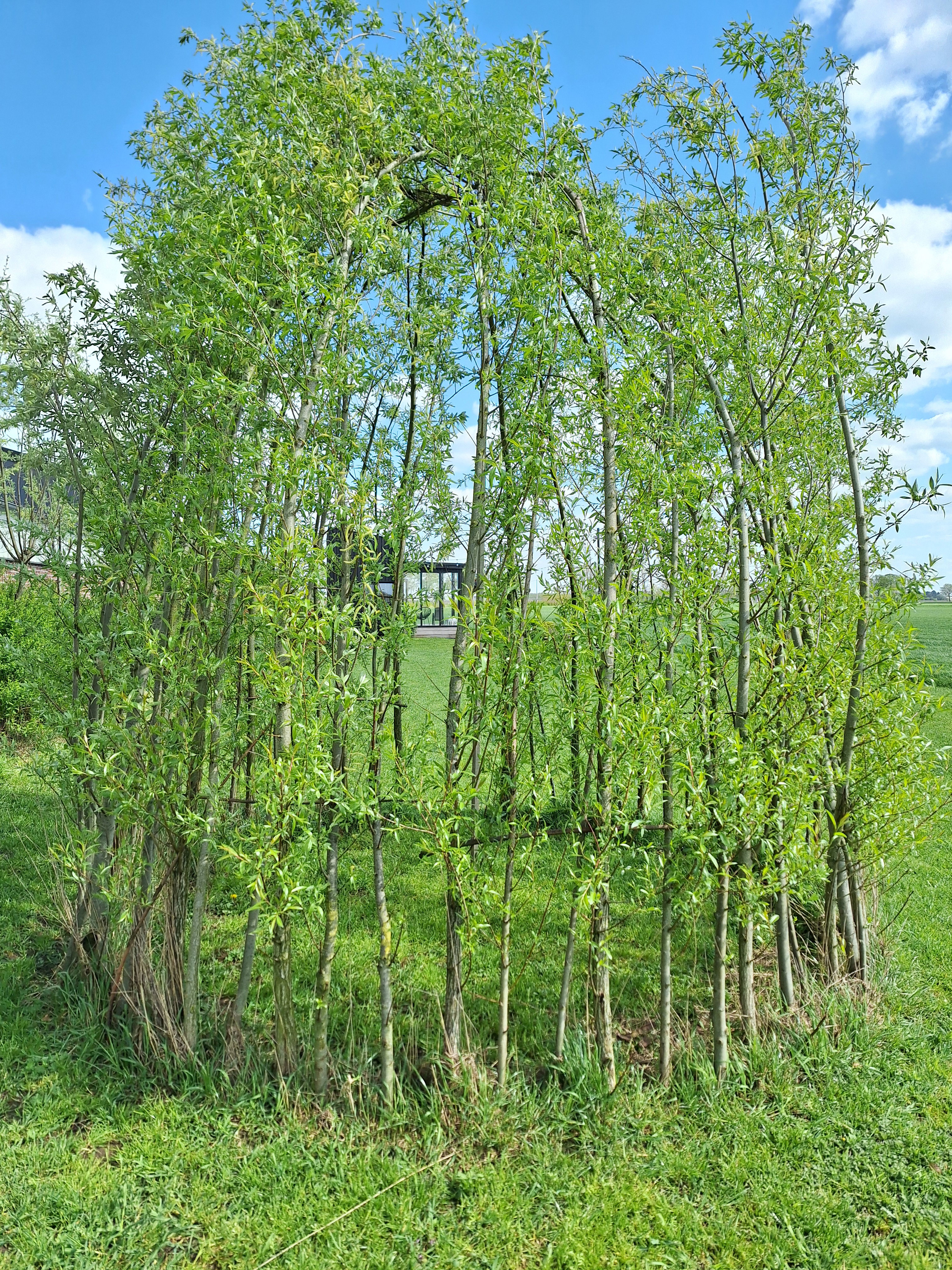- image: 67