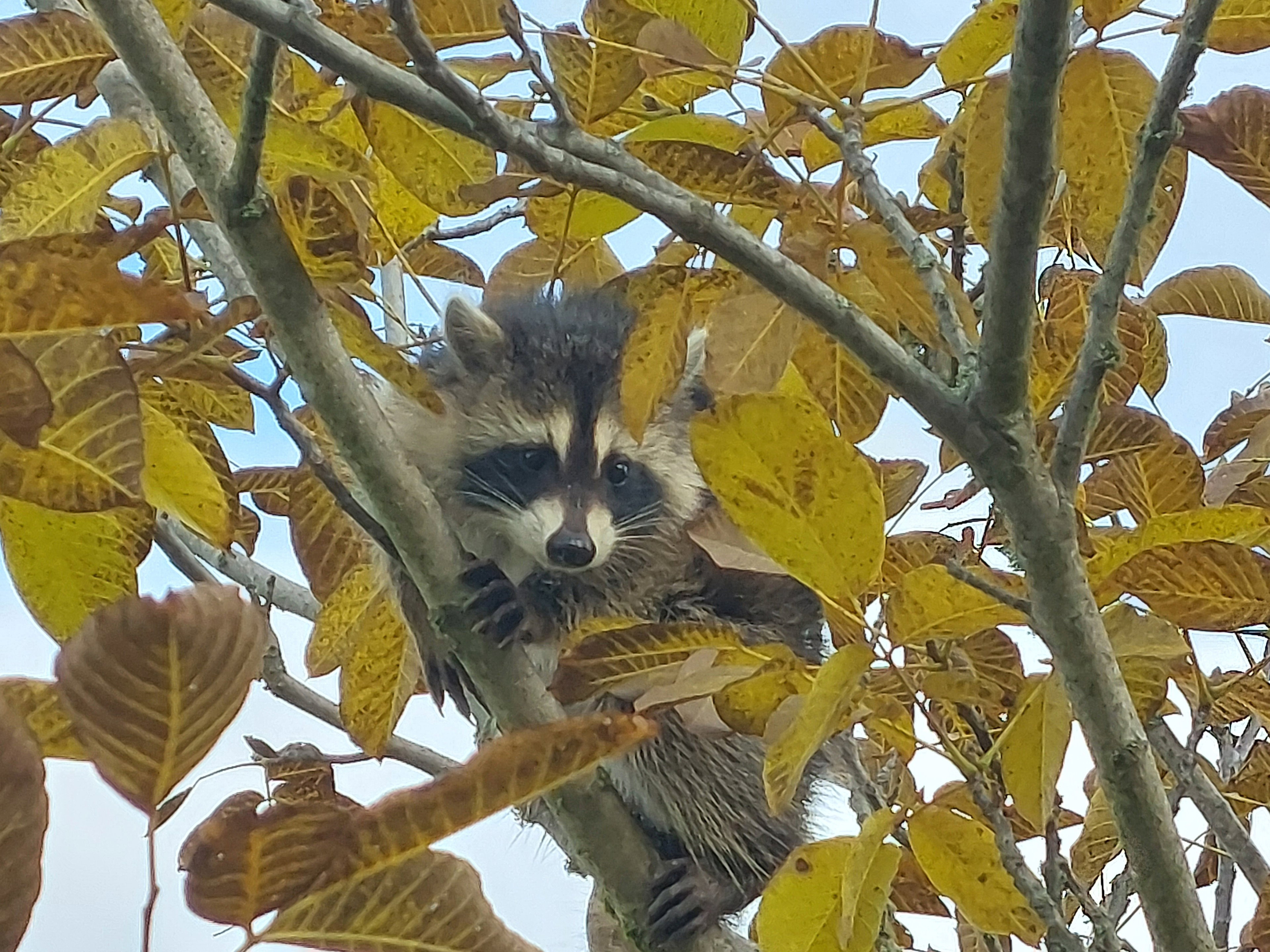 Natuurhuisje in Laval-sur- Doulon