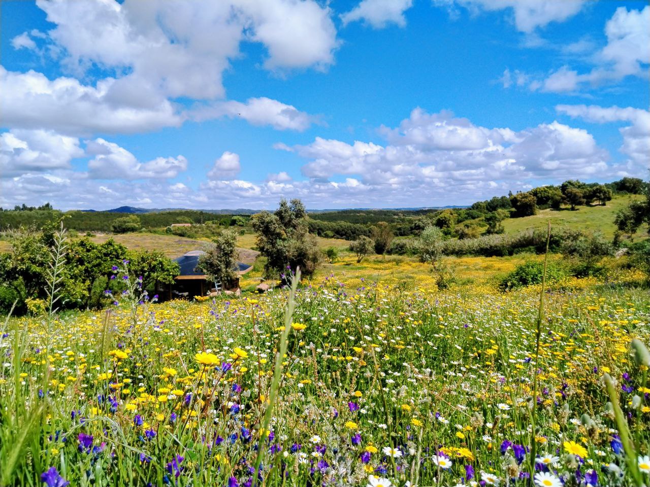 Natuurhuisje in Cercal do Alentejo