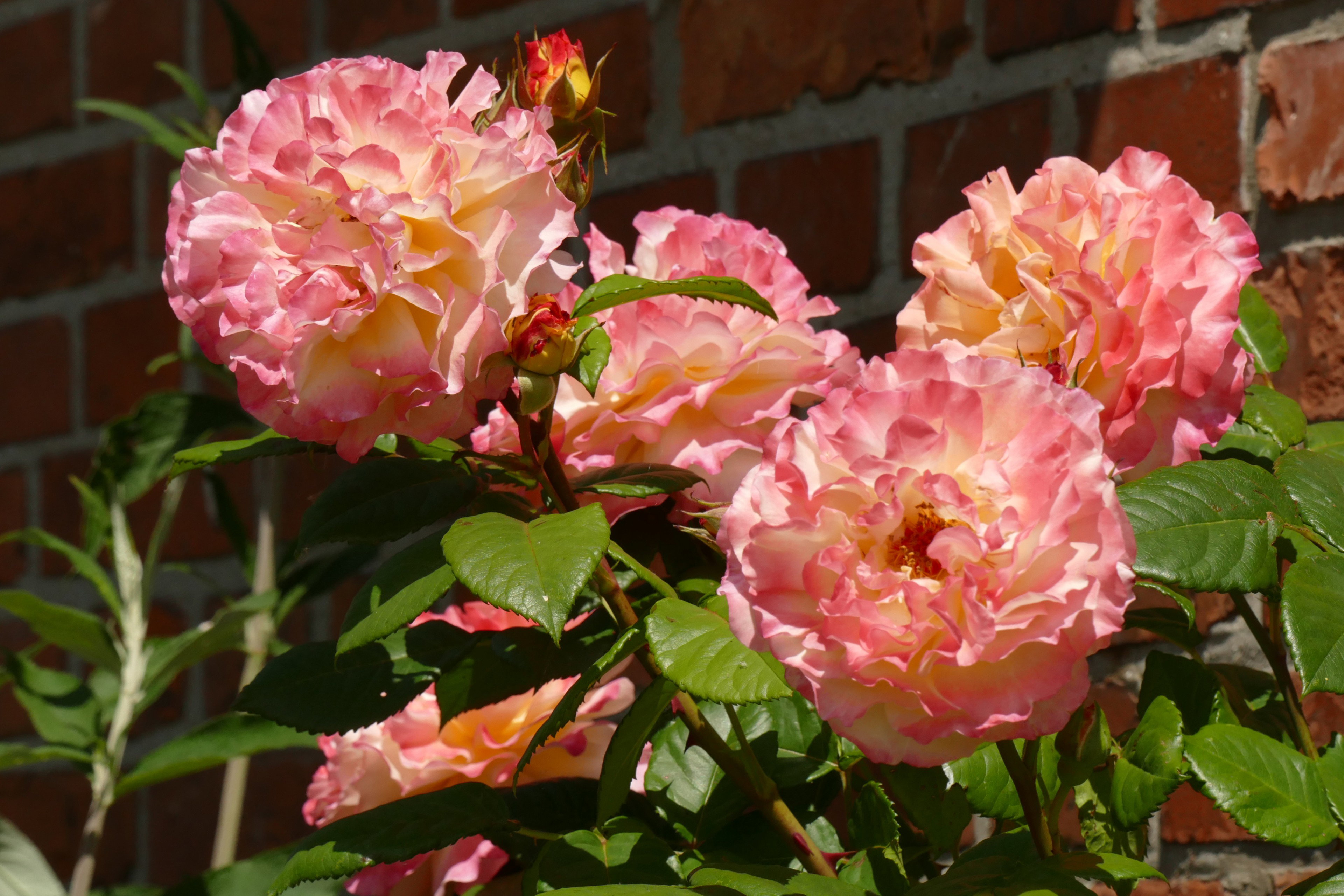 - image: 11