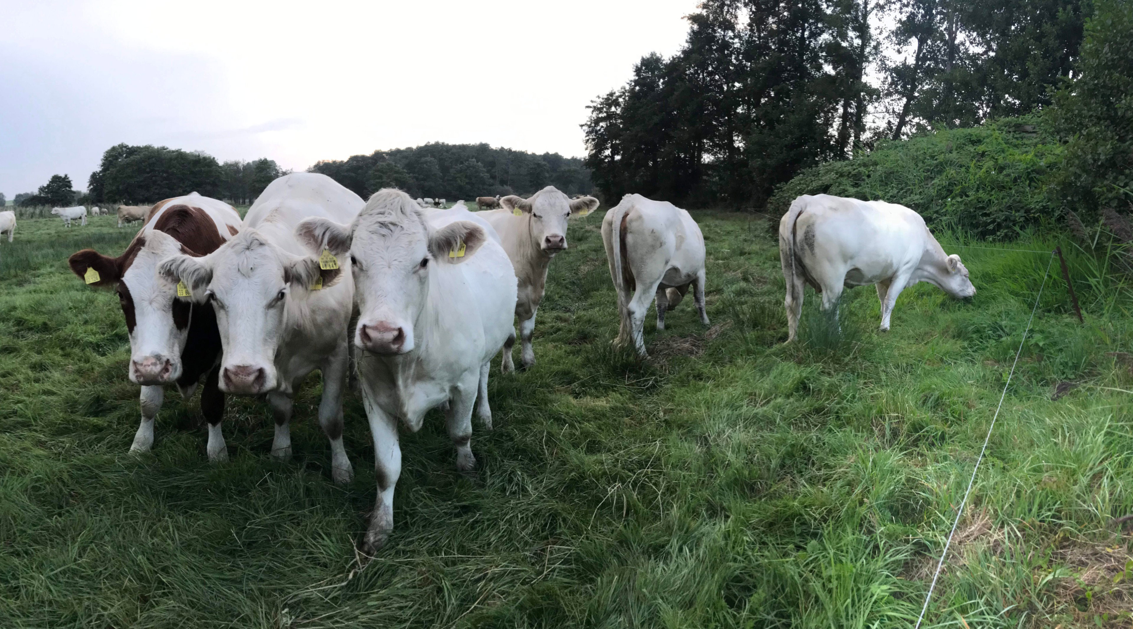 - image: 11