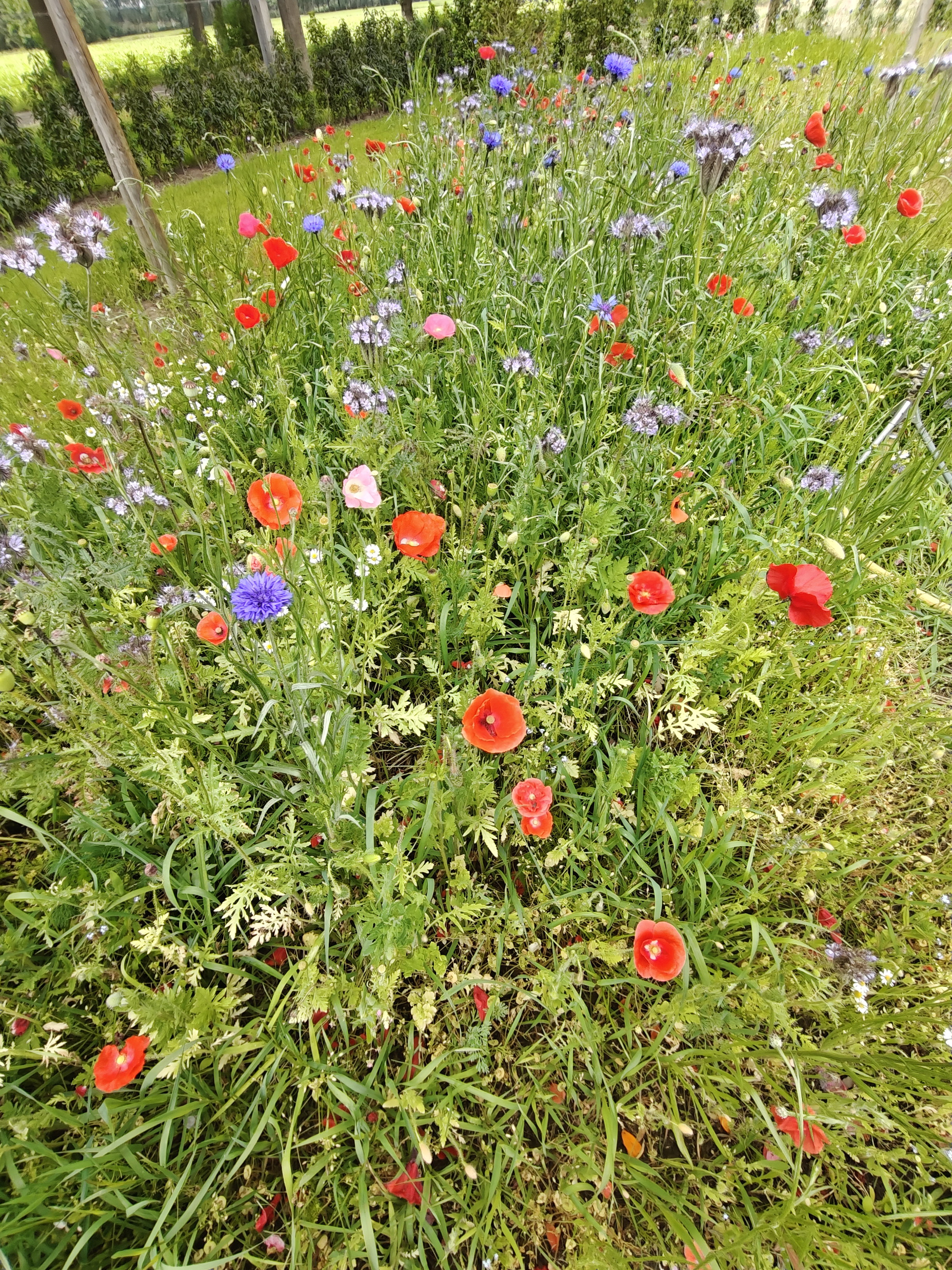 Natuurhuisje in Rietmolen