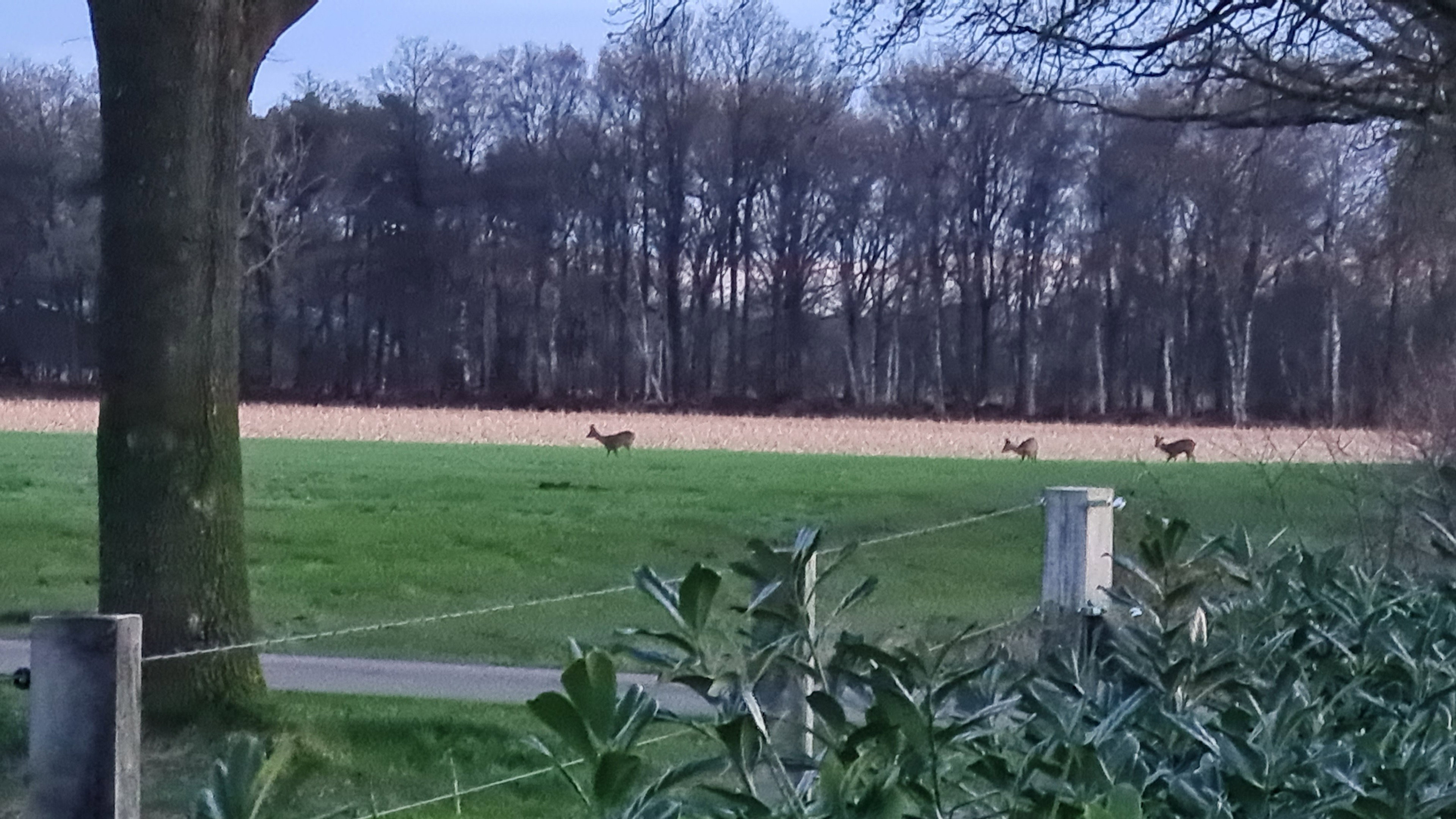 Natuurhuisje in Rietmolen