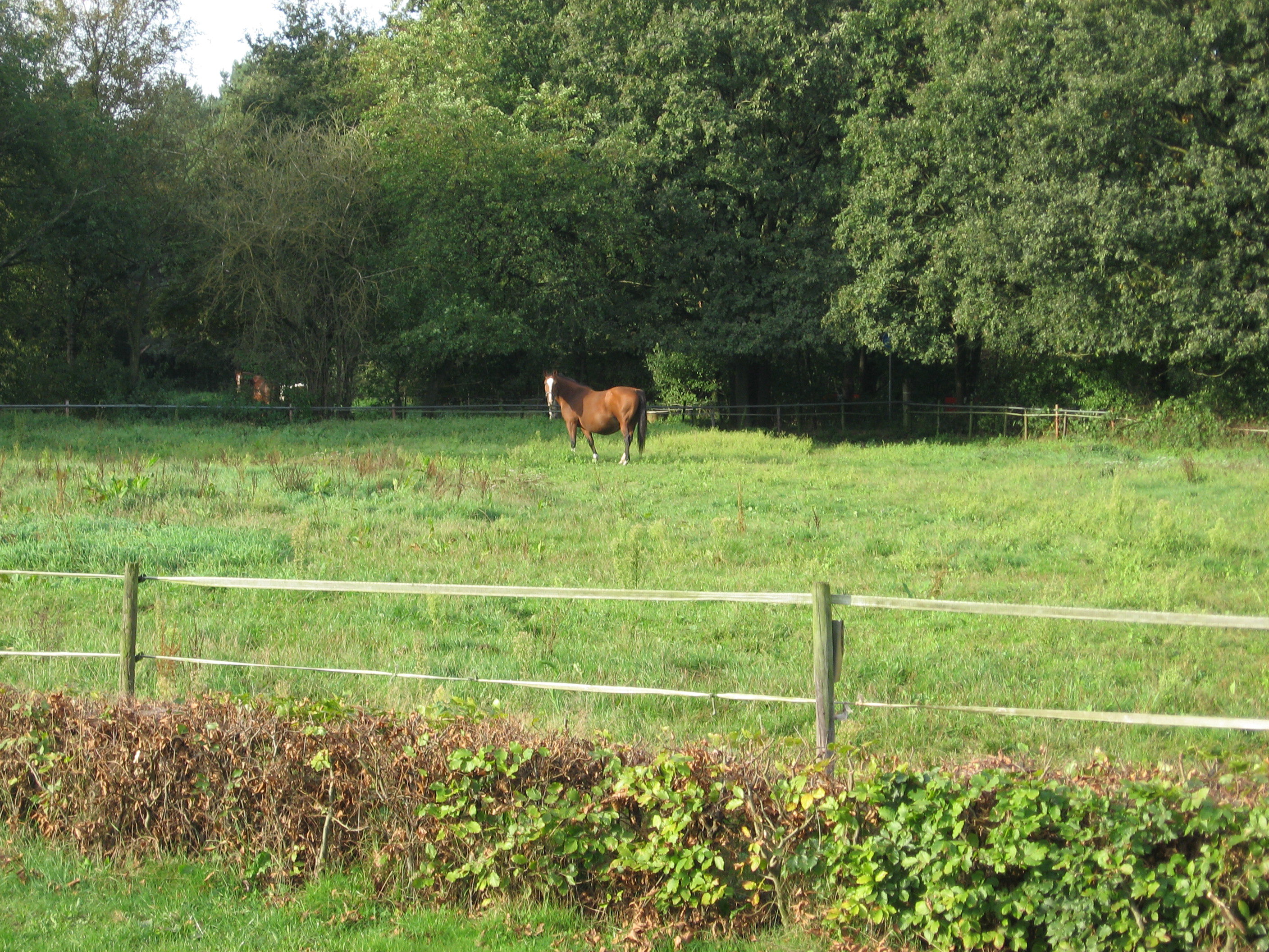 Naturhäuschen in Heeze