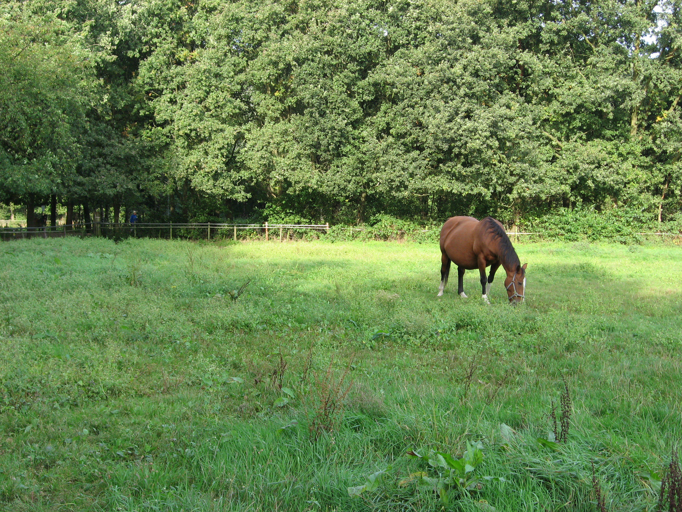 Naturhäuschen in Heeze