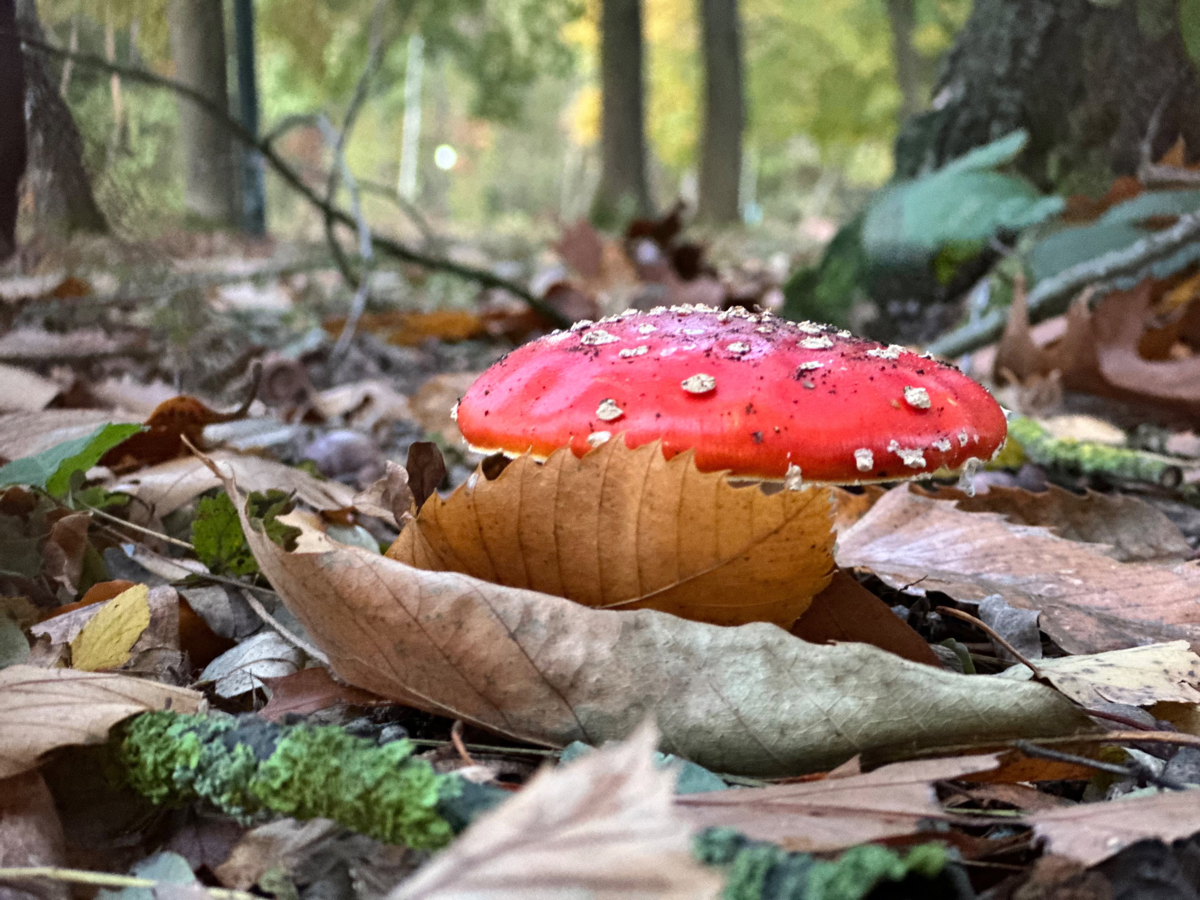 Naturhäuschen in Rekem