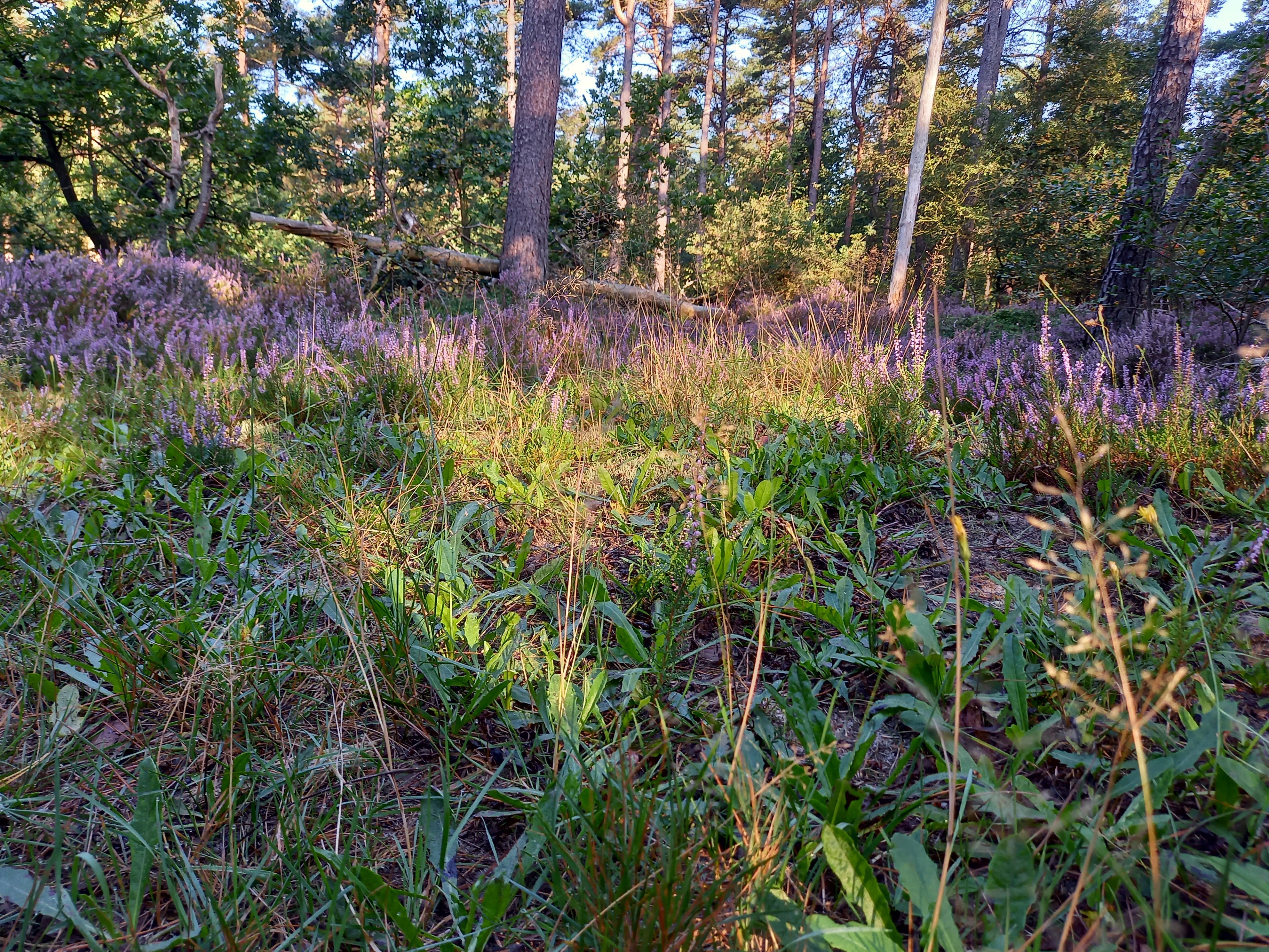 Naturhäuschen in Norg