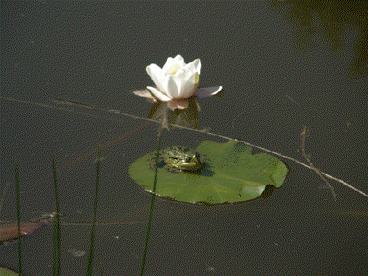 Casa nella natura a Giethoorn