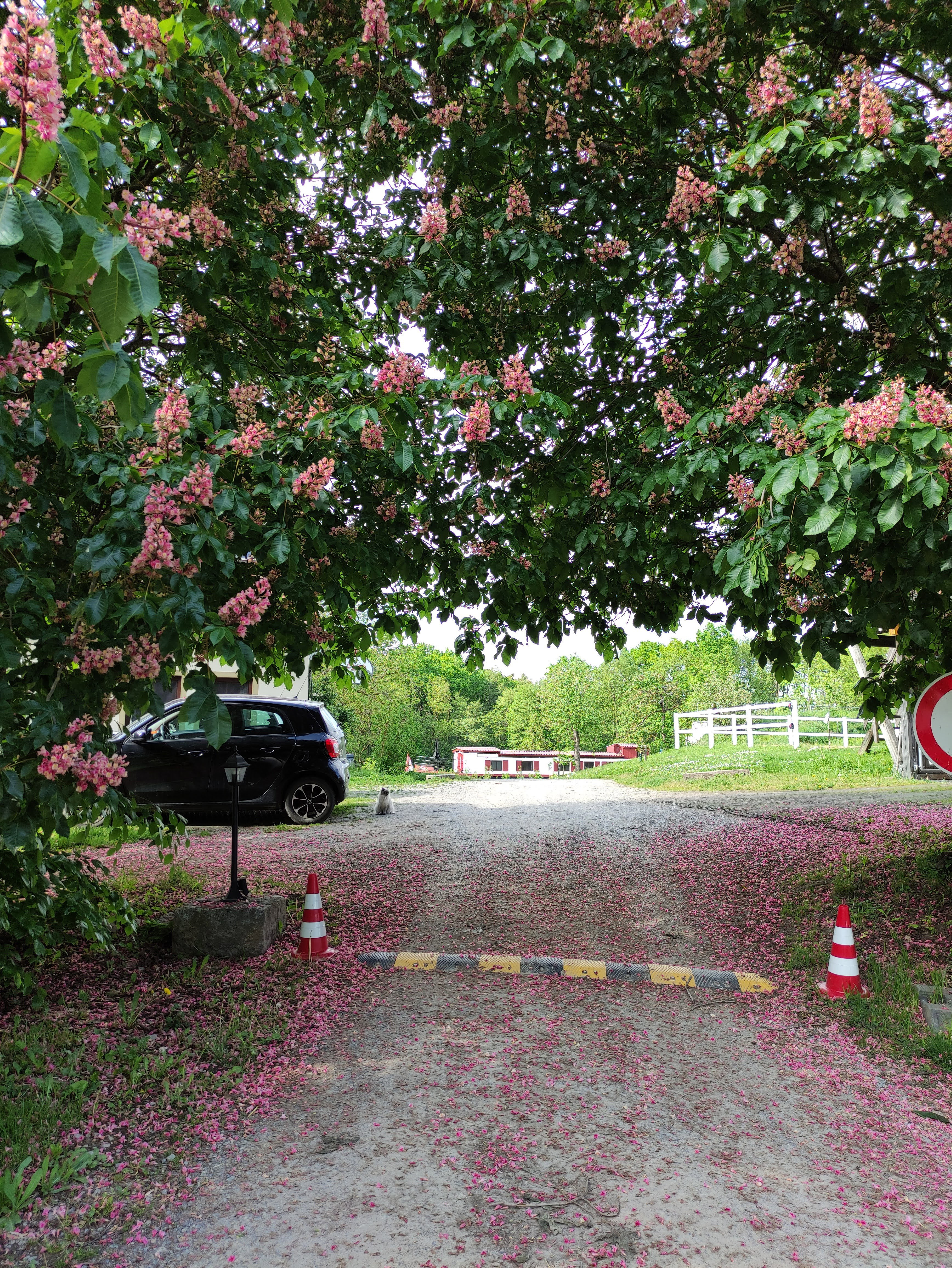 - image: 11