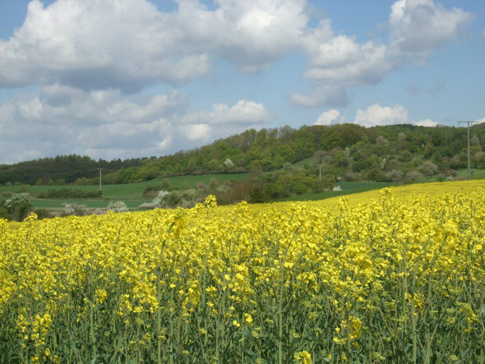 - image: 24