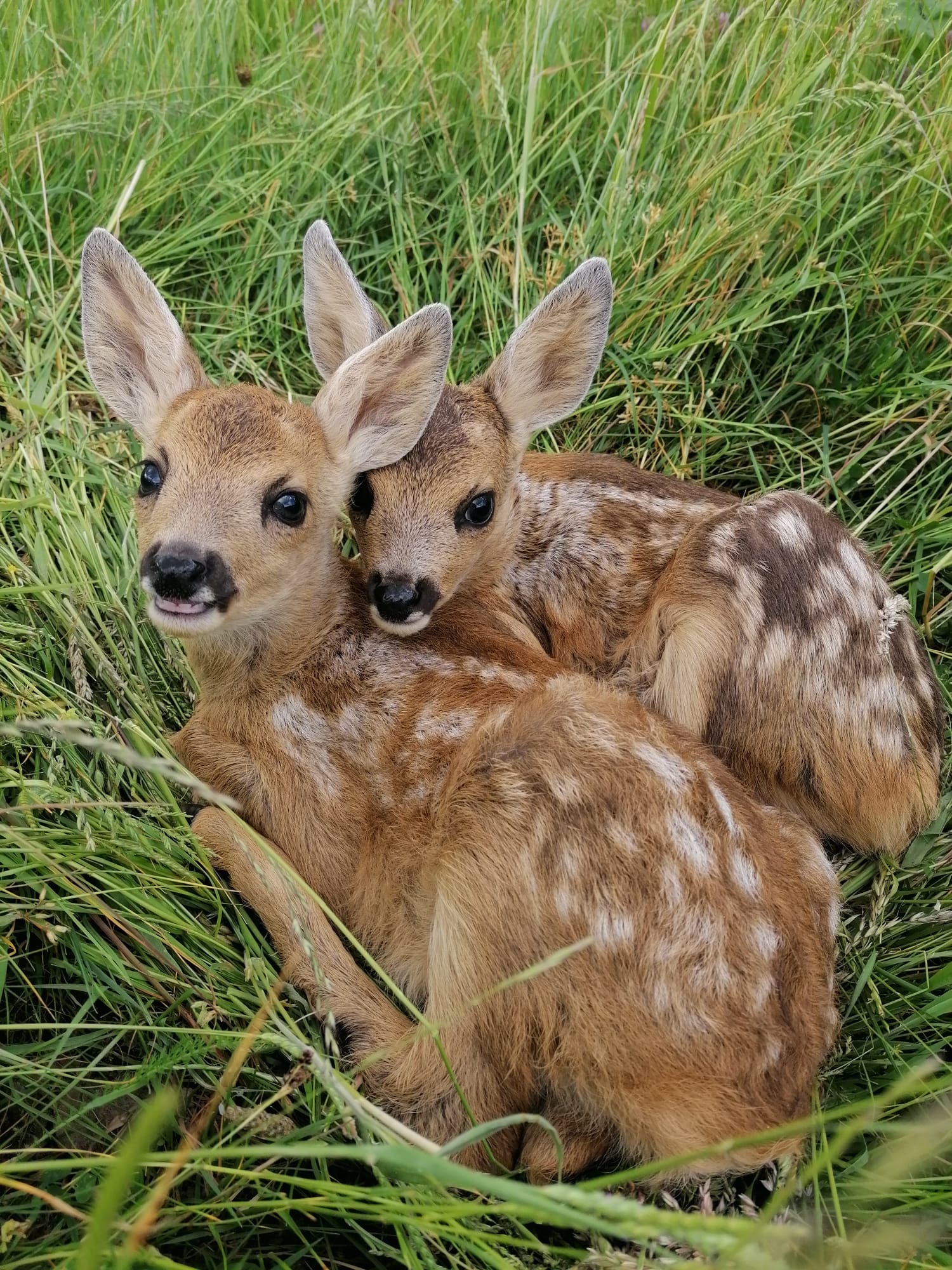 Natuurhuisje in Reichelsheim