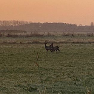 Naturhäuschen in Goedereede