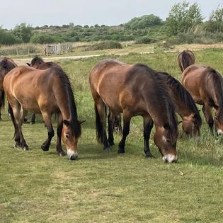 Naturhäuschen in Goedereede