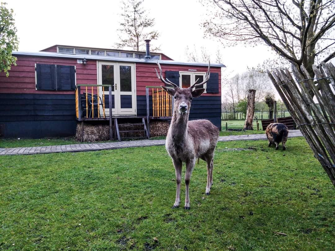 Natuurhuisje in Maartensdijk