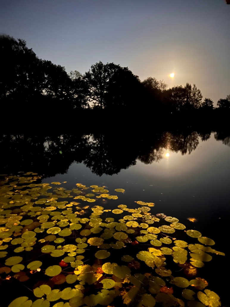 - image: 12