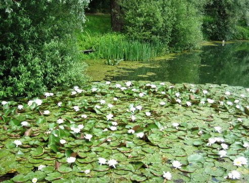 - image: 11