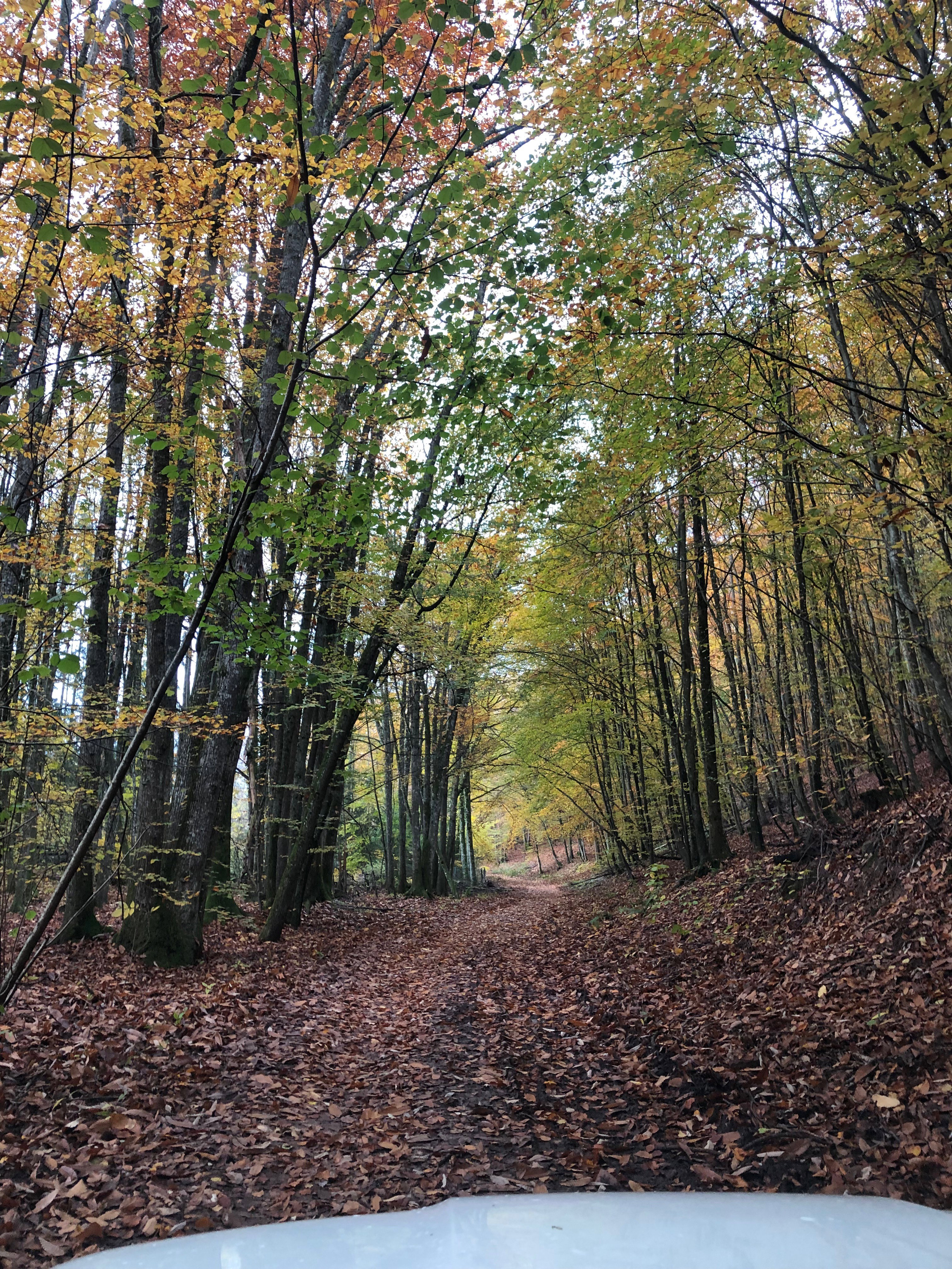 Maison nature à Rothbach