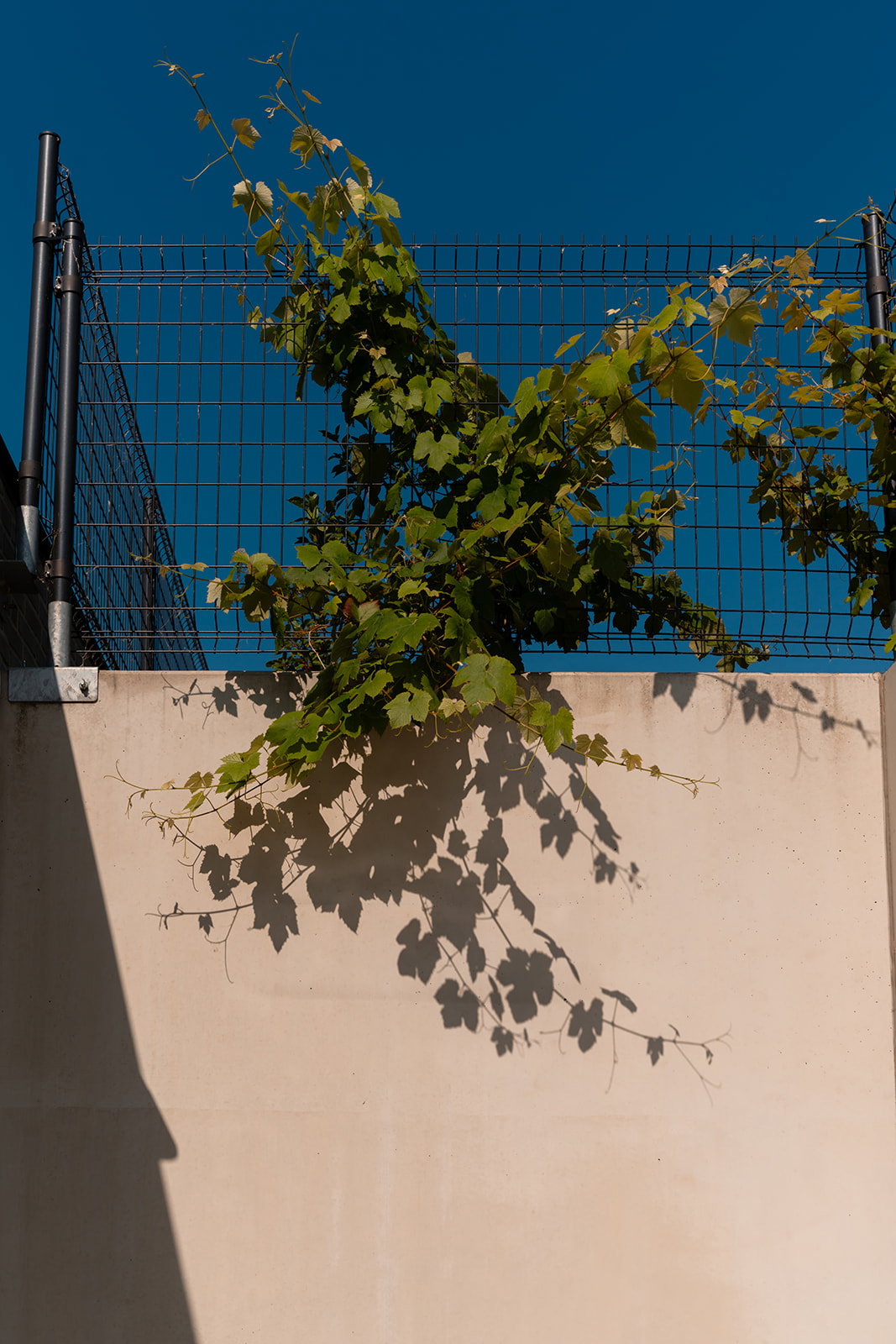 - image: 13