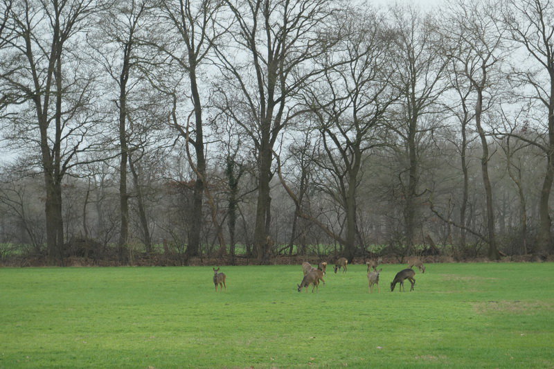 Naturhäuschen in Kring van Dorth