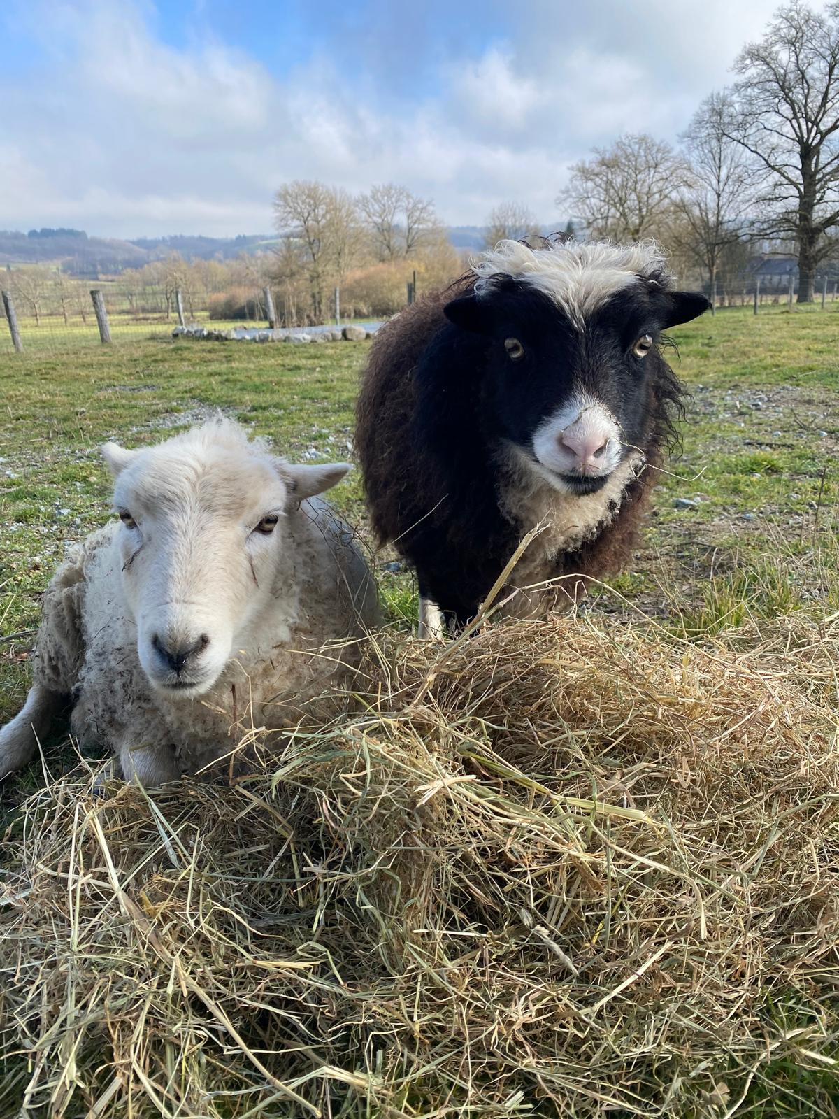 - image: 30