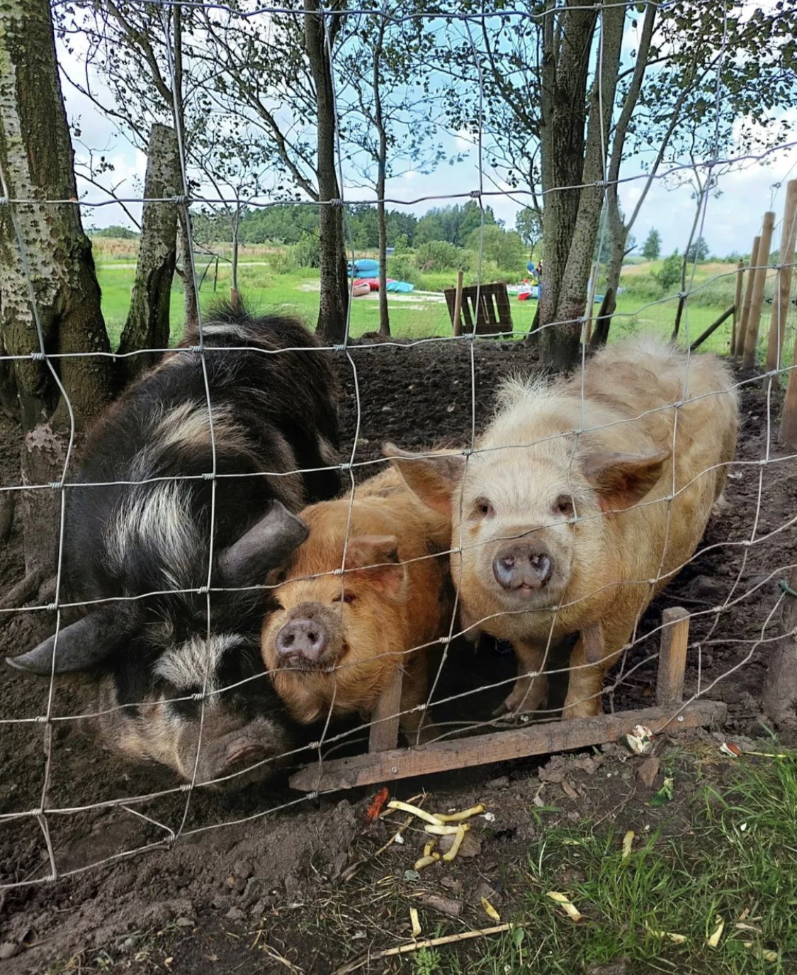 Maison nature à Feanwâlden